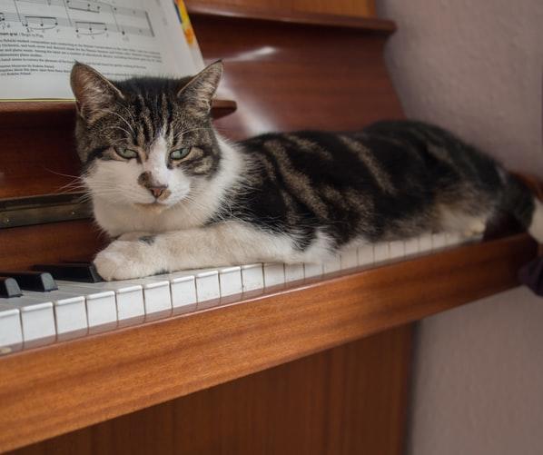 Kot leżący na pianinie, zapis nutowy.