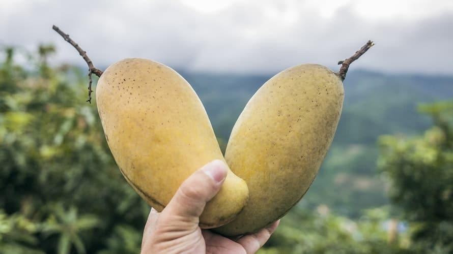 dwa mango