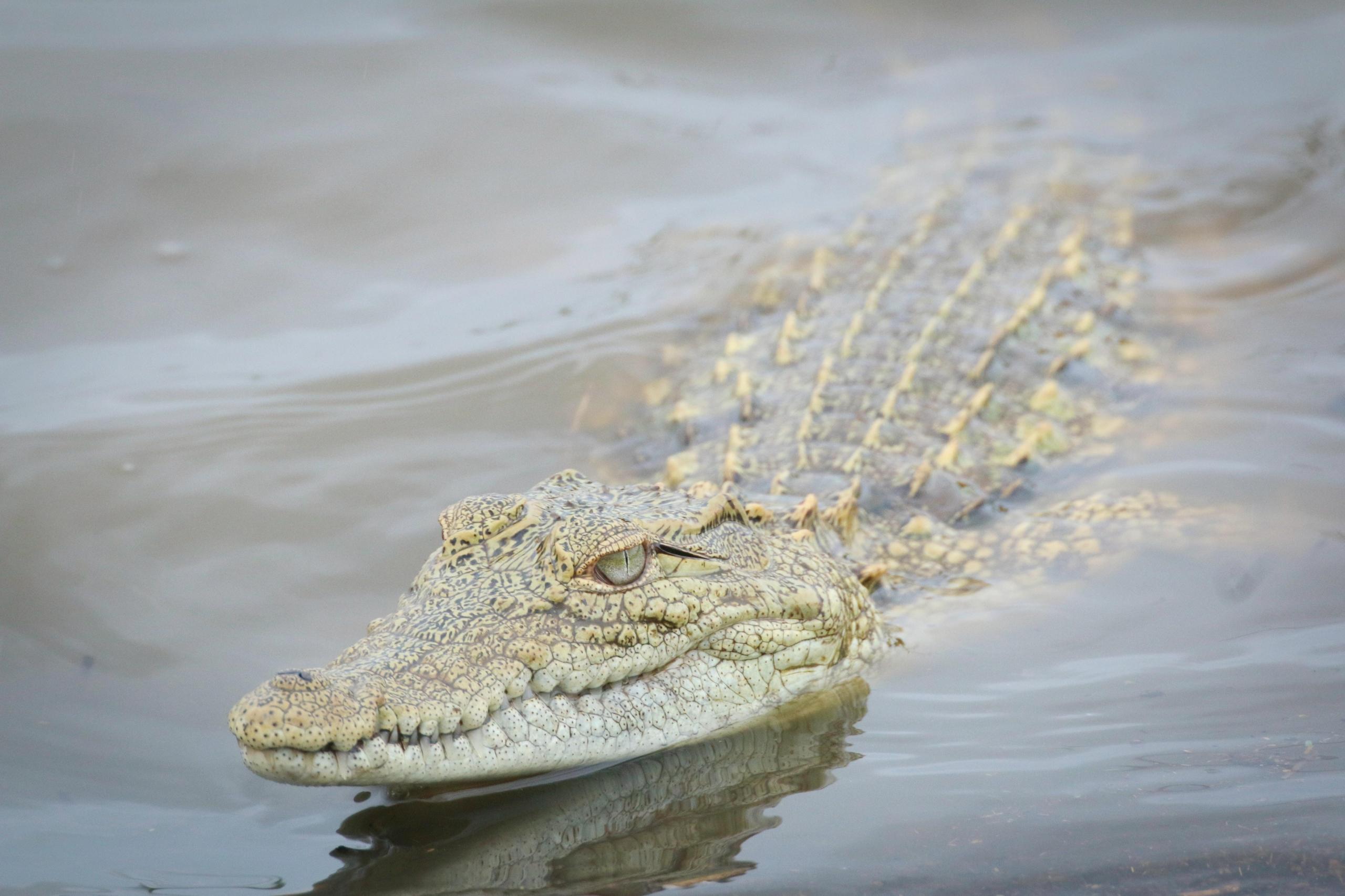 fotografowanie dzikiej przyrody zdjęcia dzikich zwierząt aligator pływający w wodzie