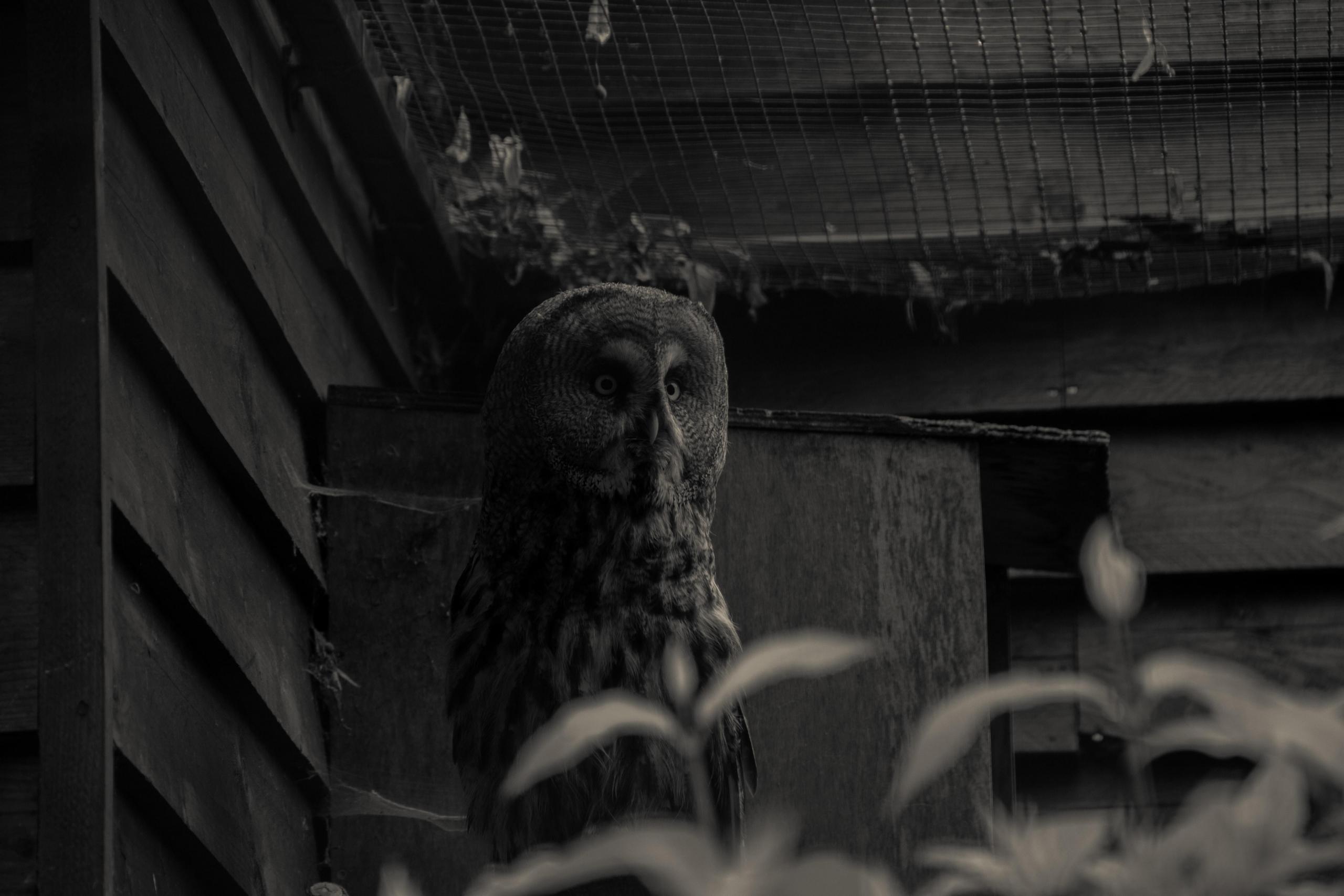 fotografia nocna fotografowanie przyrody dzikie zwierzę sowa w zoo