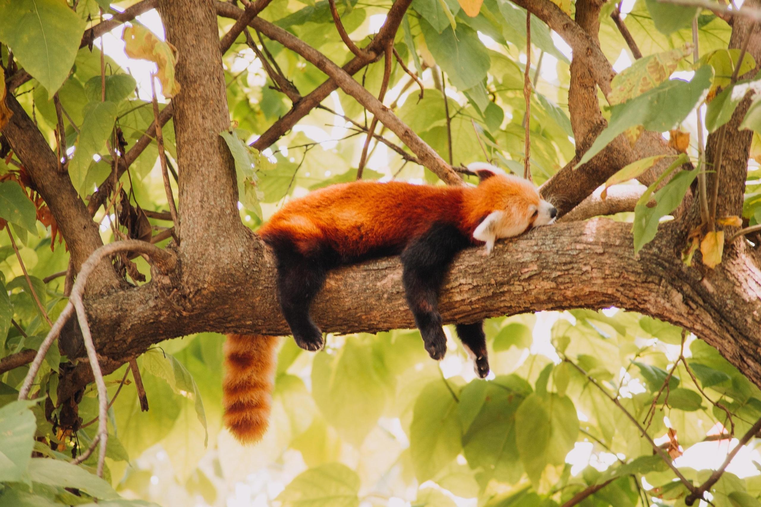Panda czerwona śpiąca na drzewie.