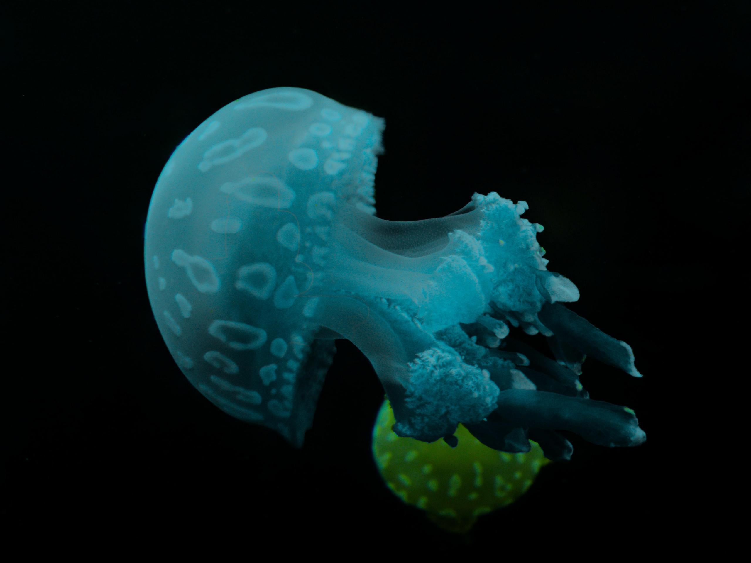 Nakrapiana meduza.
