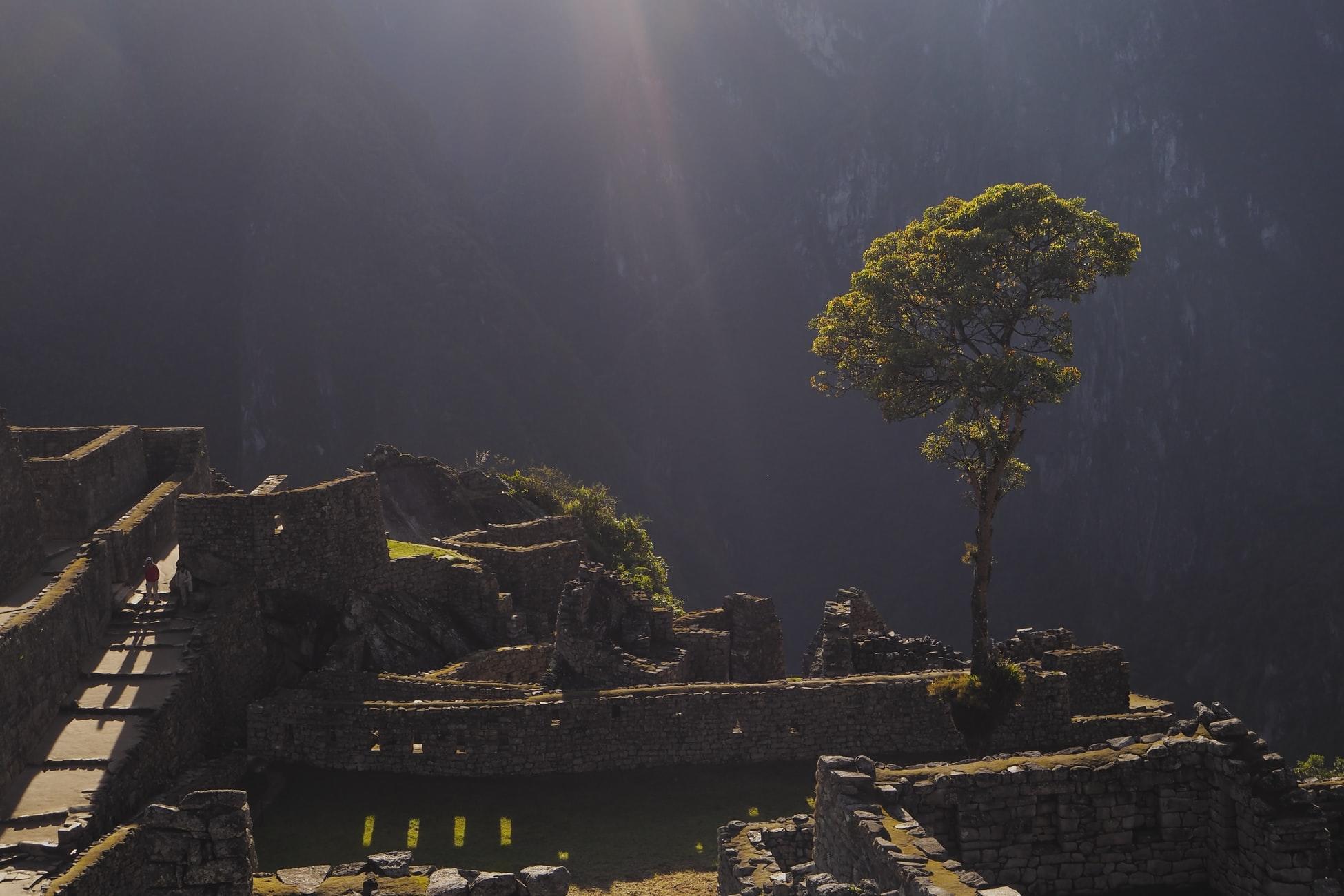 Samotne drzewo w Peru Machu Picchu, ruiny, góra, trawa.