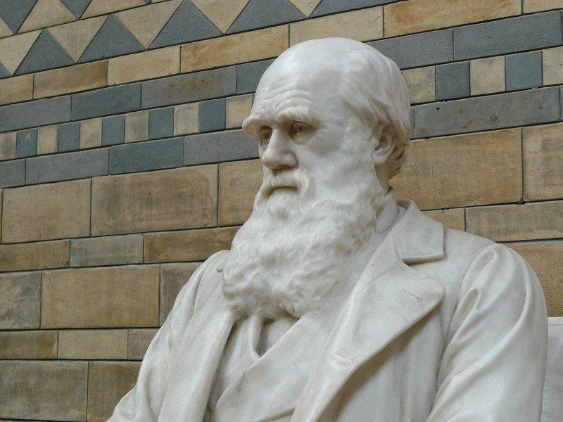 Rzeźba Darwina w muzeum