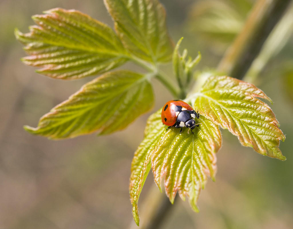 biedronka na liściu