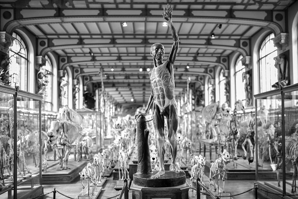 modele anatomiczne poszczególnych organizmów