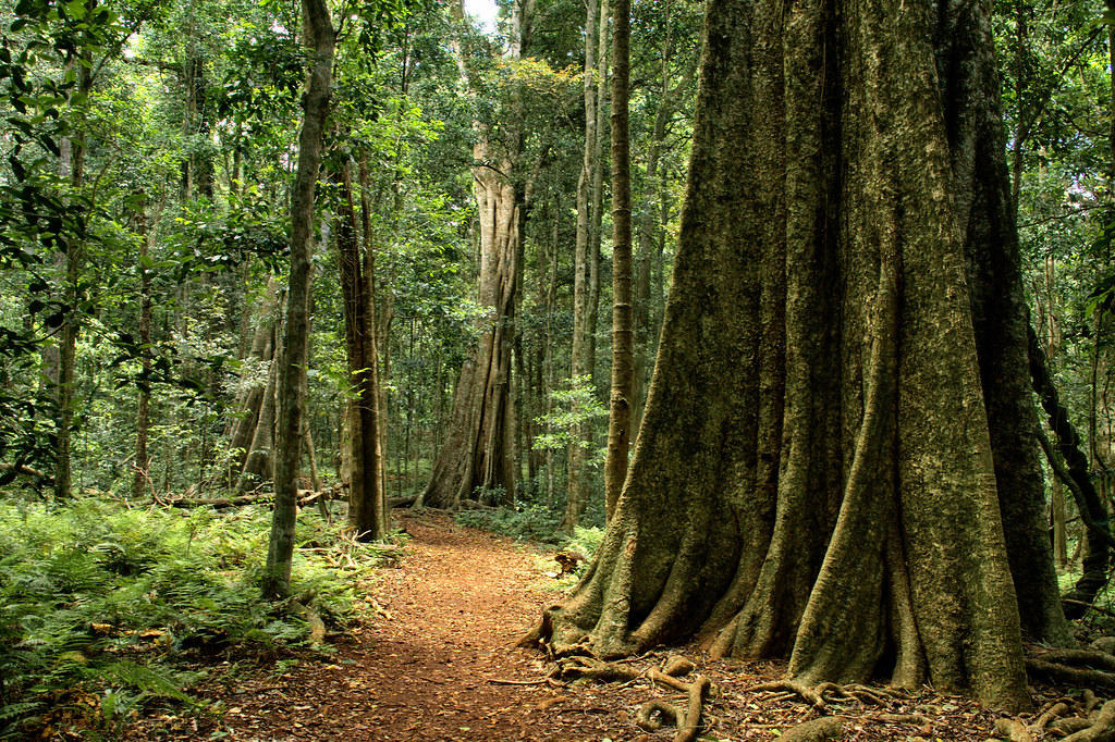 fragment lasu deszczowego cyprys
