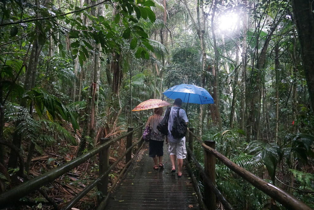 para z parasolami przechodząca przez most w deszczowym lesie