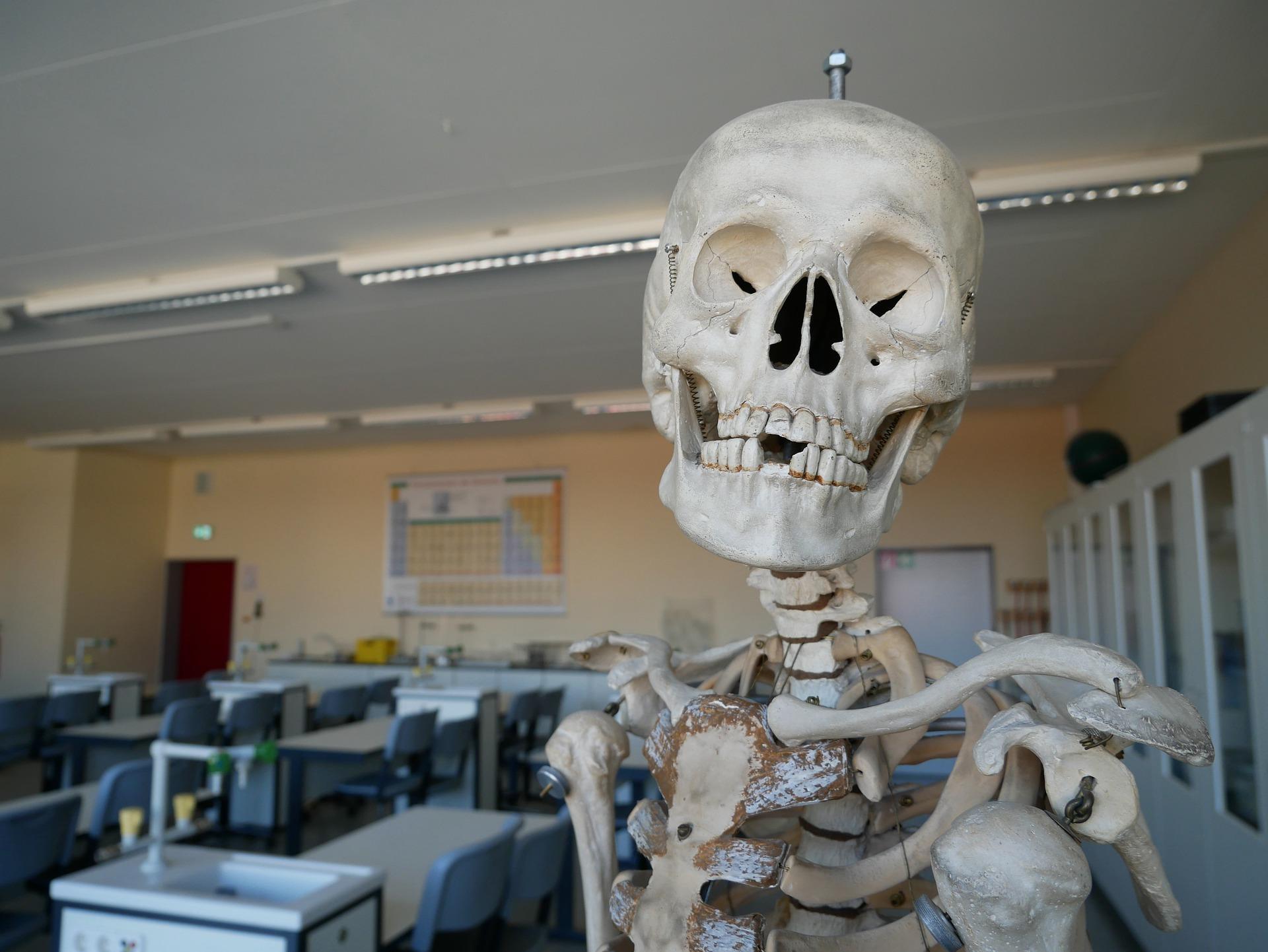 klasa biologiczna w szkole model kościotrupa