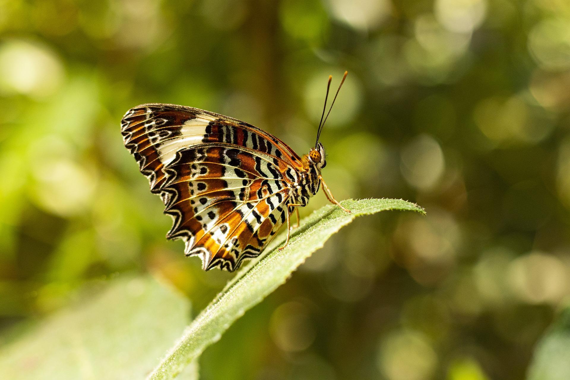 Pomarańczowy motyl siedzący na liściu.