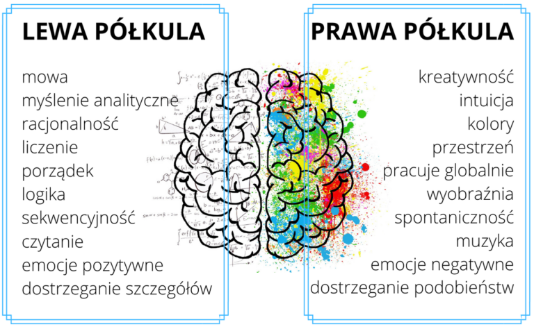 opis aspektów za które odpowiedzialne są dane półkule mózgu