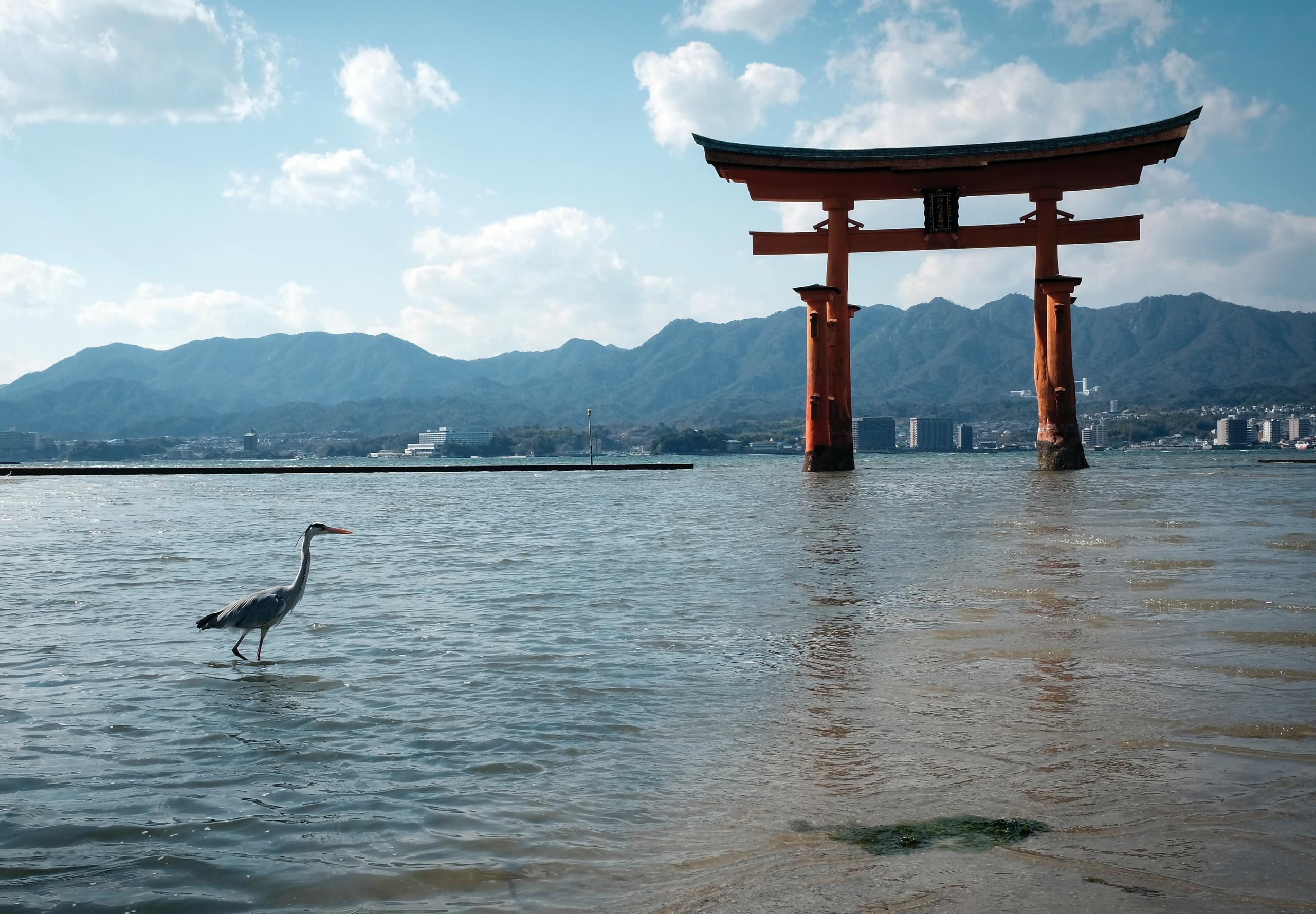 Miyajima-chō torii stojące w wodzie oraz przechadzający się obok żuraw okolice Hiroszimy