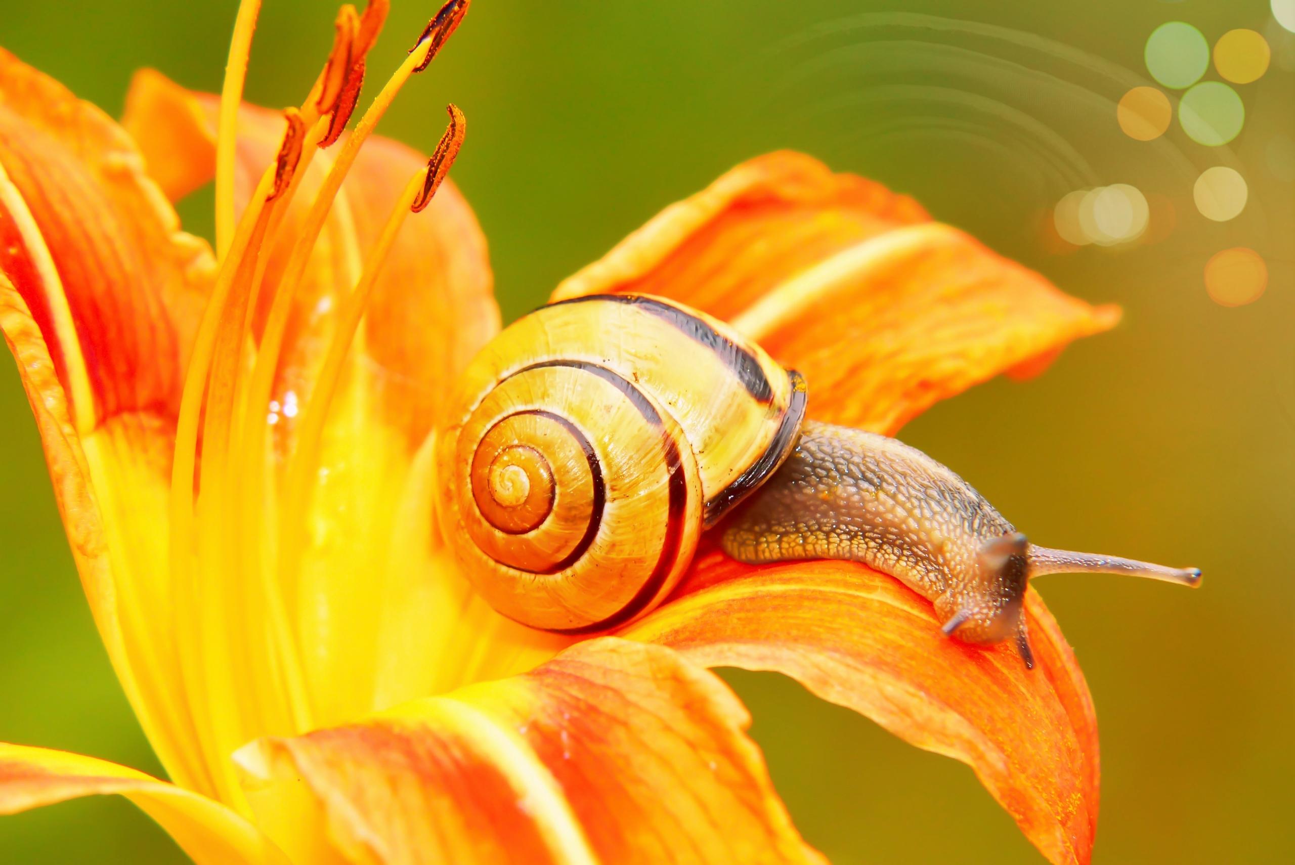 Korepetycje z biologii w Krakowie, pomarańczowy ślimak.