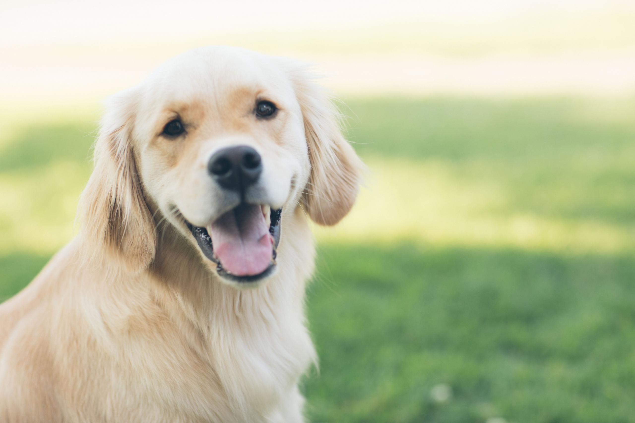 siedzący pies rasy golden retriver na tle trawnika