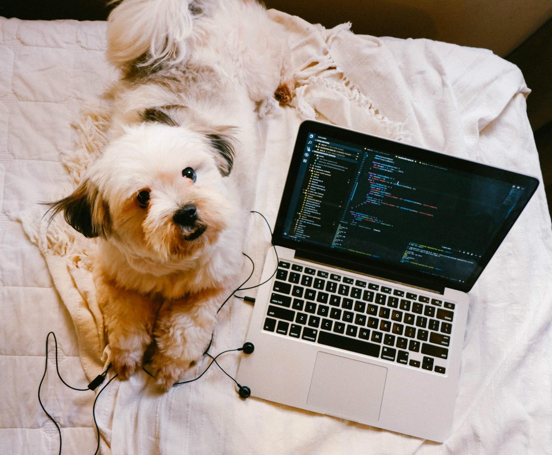 Porady w programowaniu, pies i laptop.