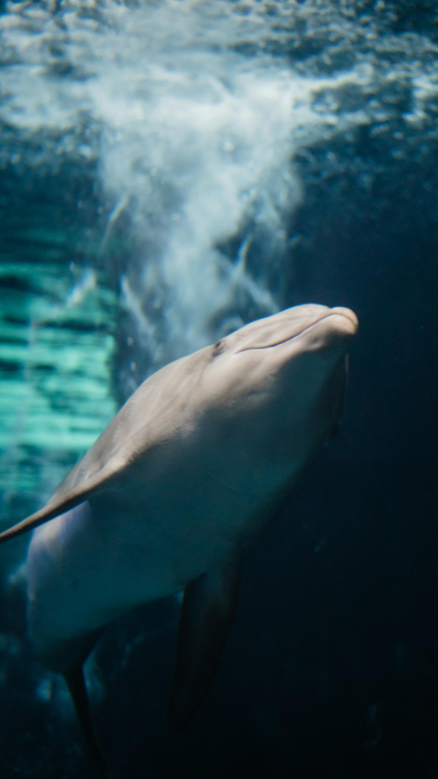 Delfin w wodzie.