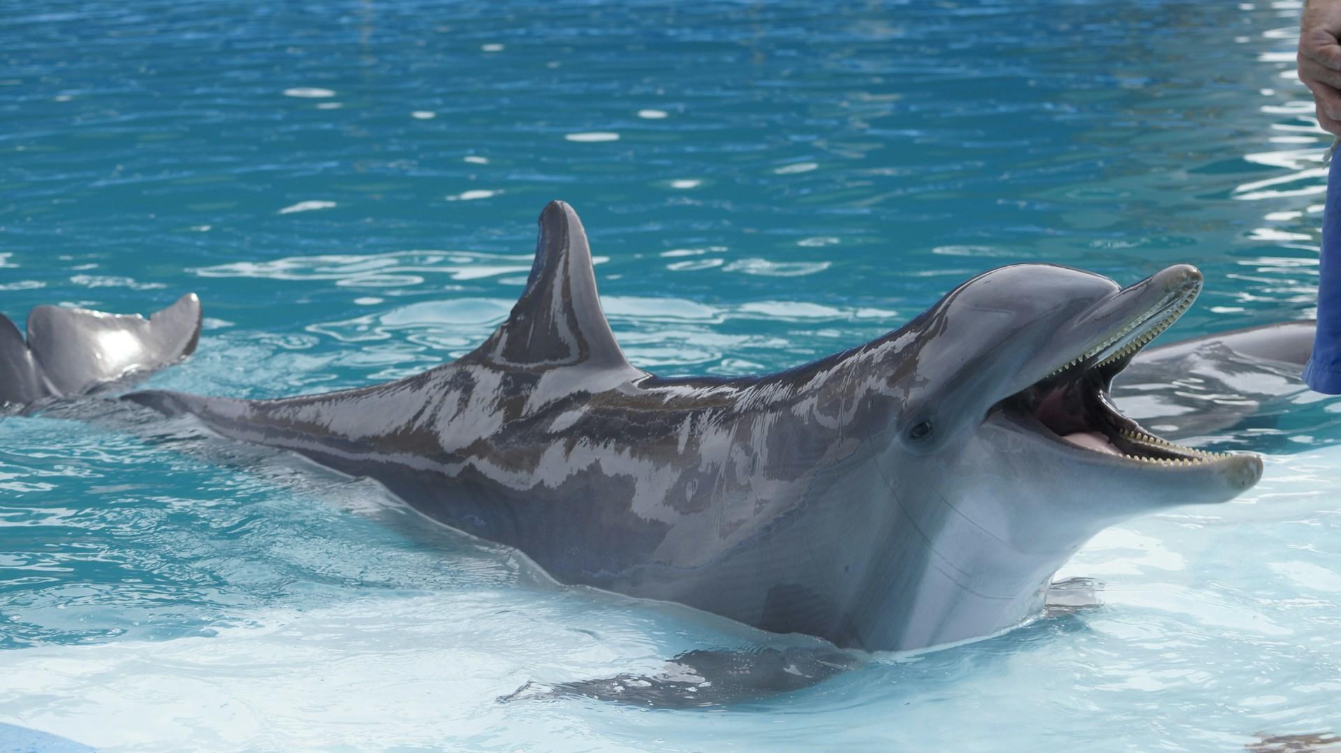 Delfin na podeście basenu.