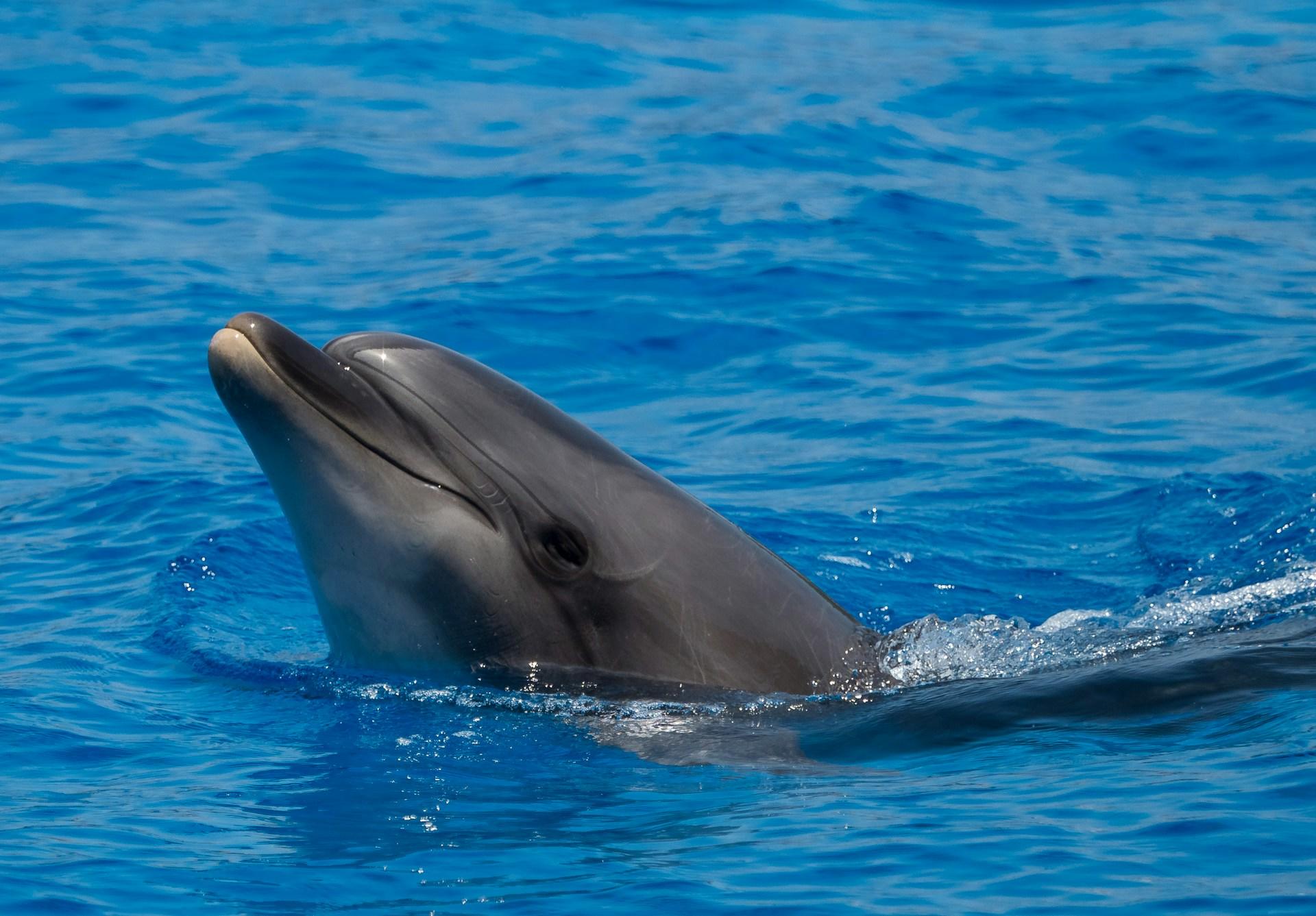 Delfin w wodzie.