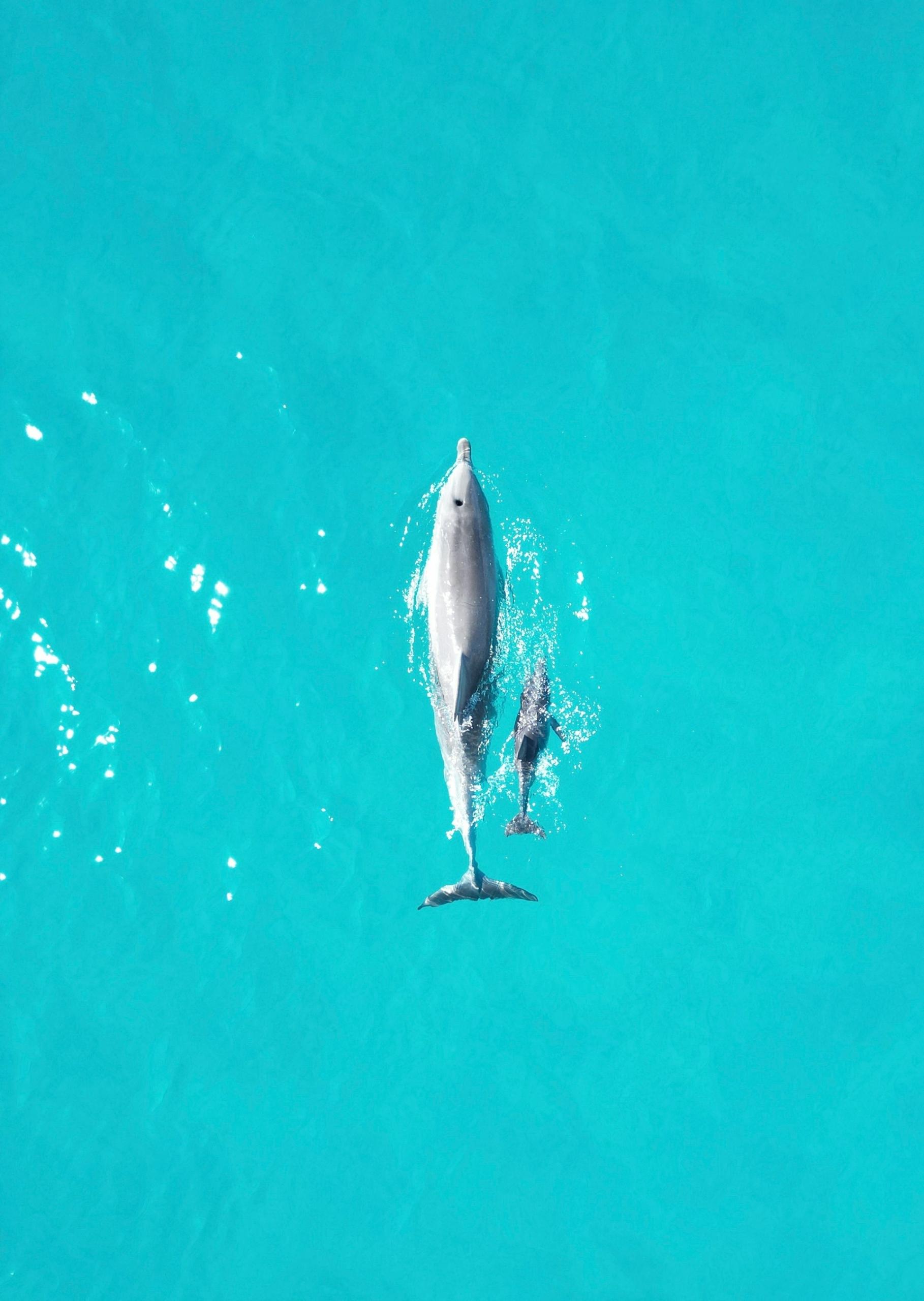 Dorosły delfin i młody delfin w wodzie.