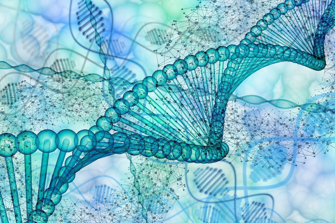 Helisa DNA, geny.