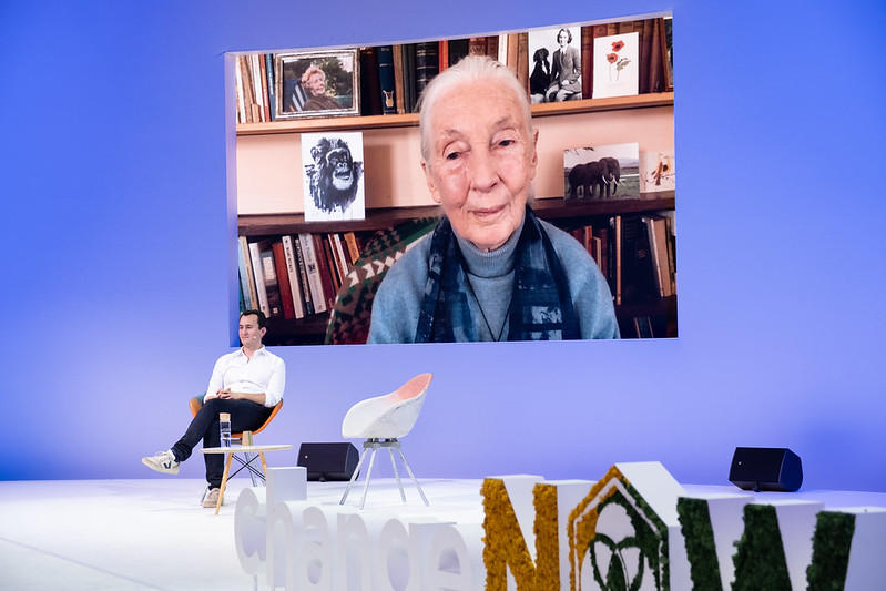 Jane Goodall na dużym ekranie, wywiad, mężczyzna siedzący na scenie.