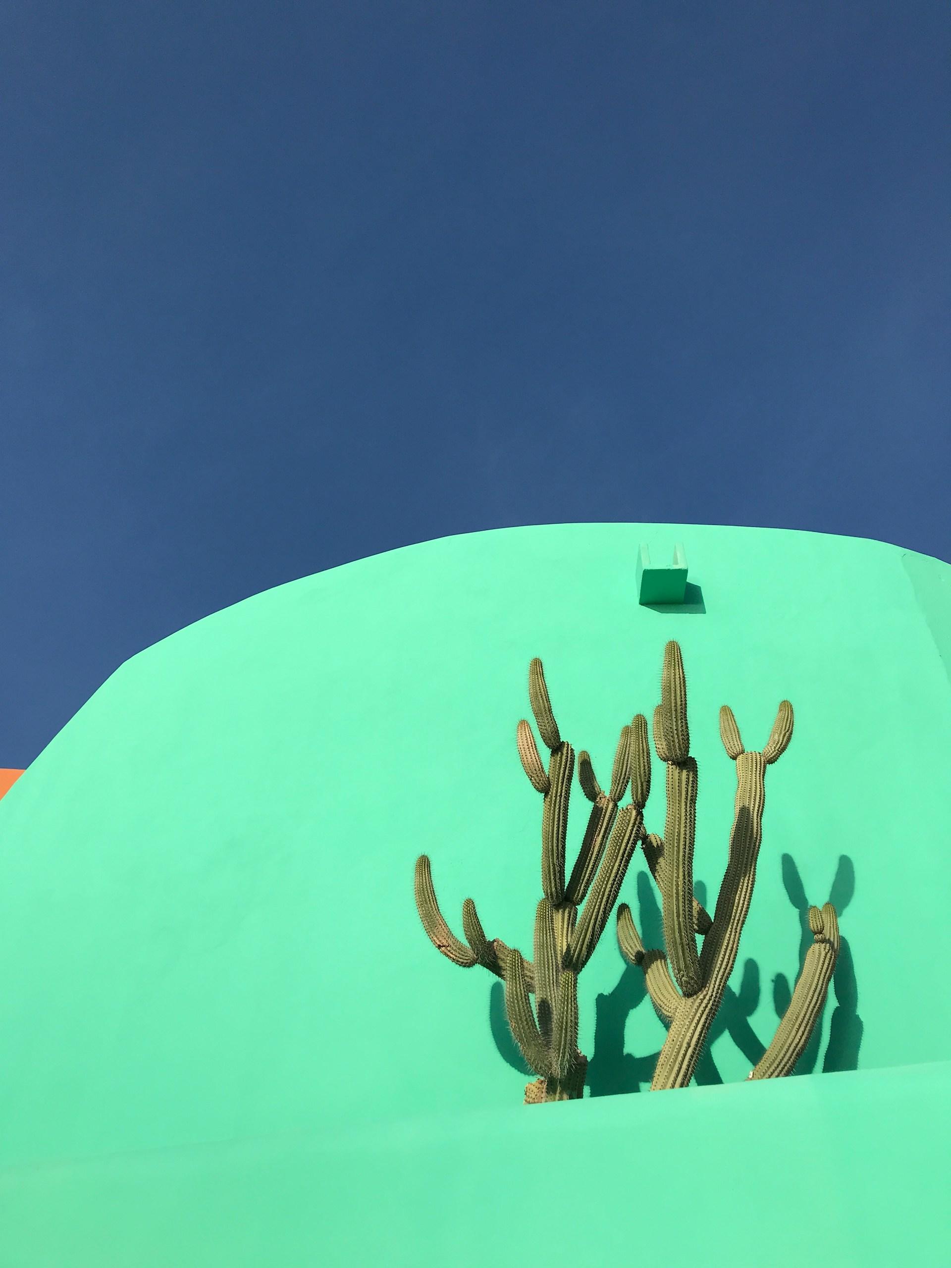zielono niebieskie tło, kaktusy
