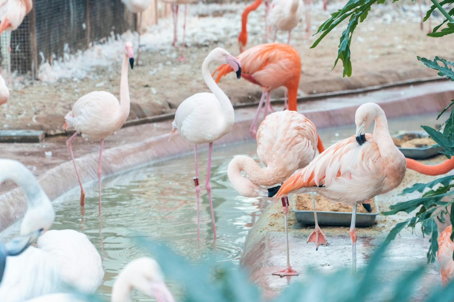Zaobrączkowane flamingi przy korytku z jedzeniem na wybiegu wodnym.