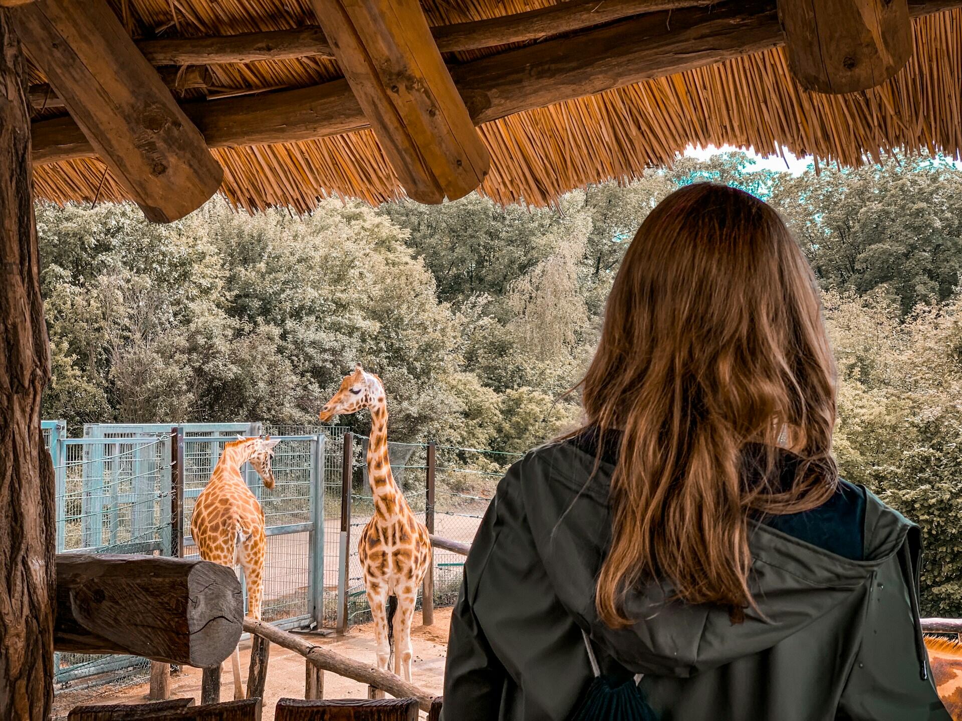 Kobieta w czarnej kurtce patrząca na żyrafy na wybiegu w zoo.