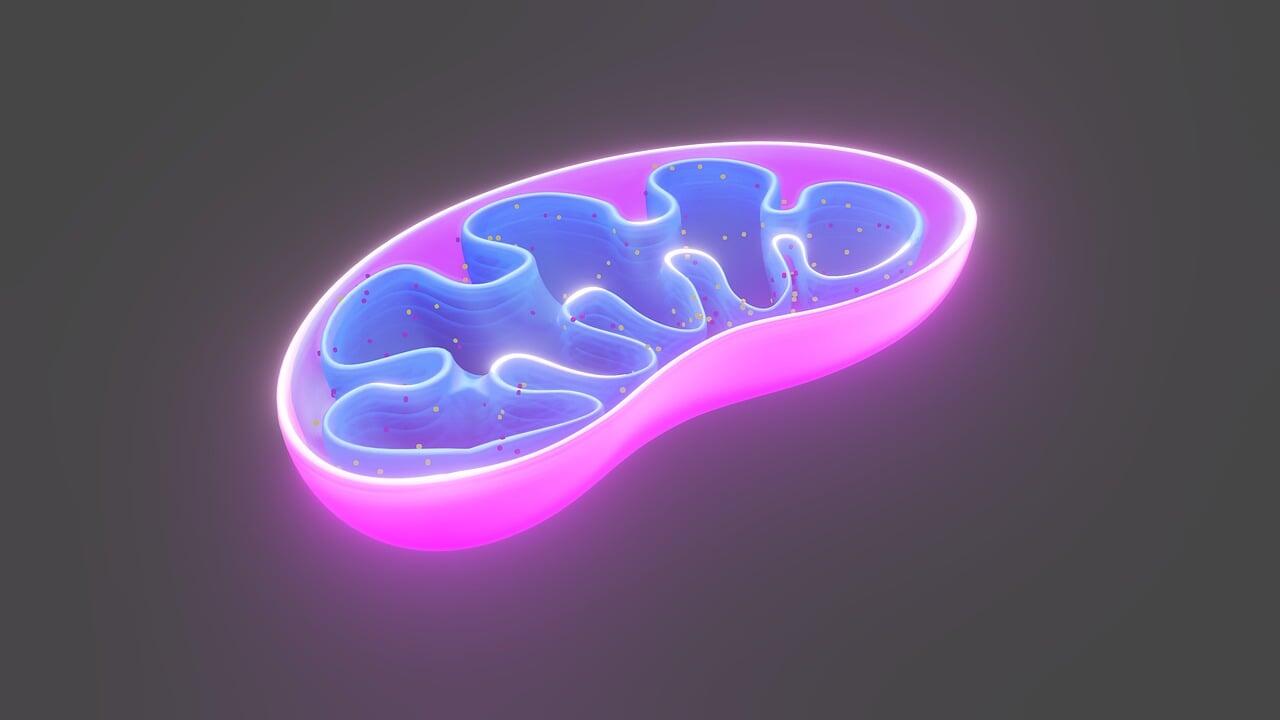 Obraz wnętrza mitochondrium