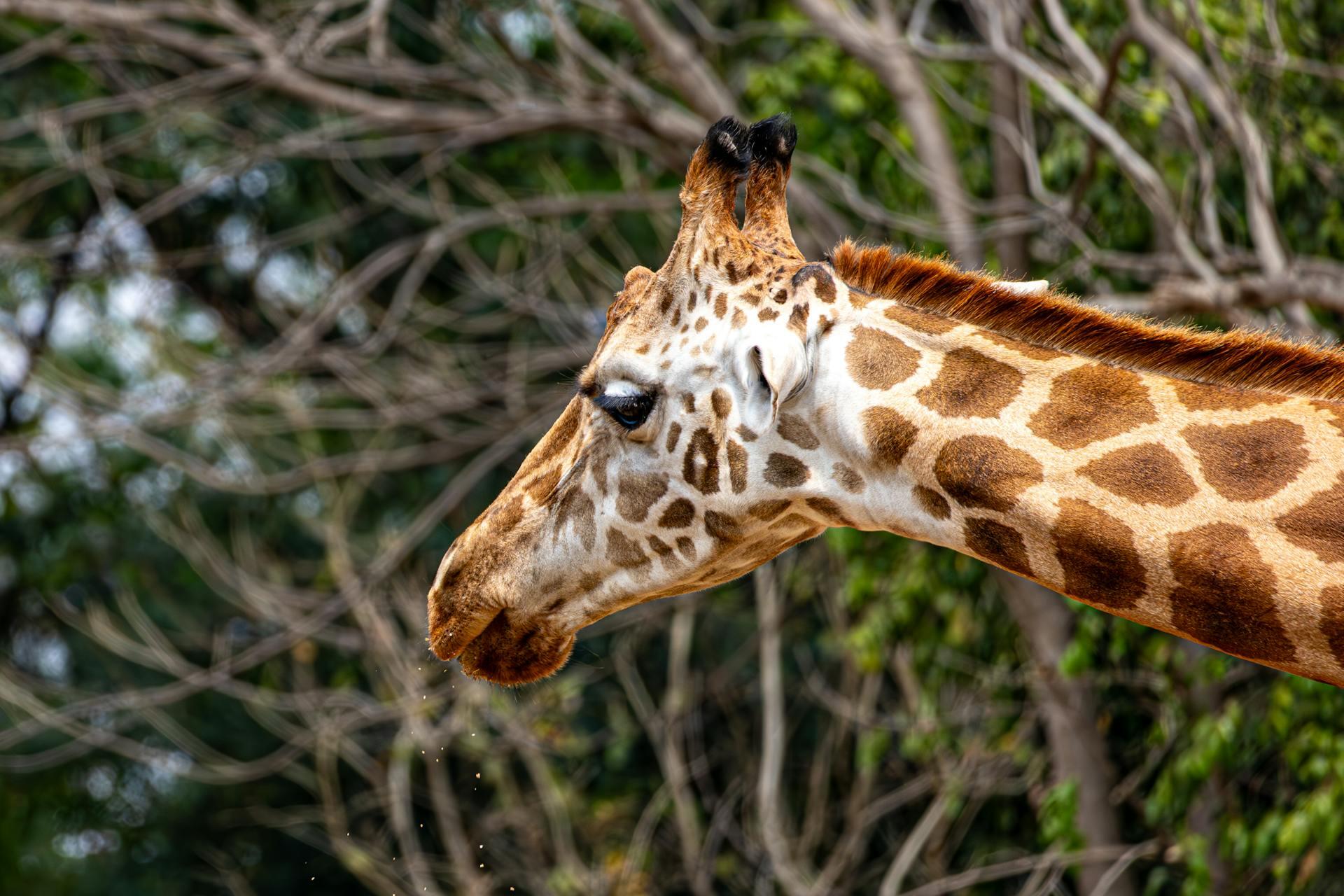 cabeça de girafa no exterior