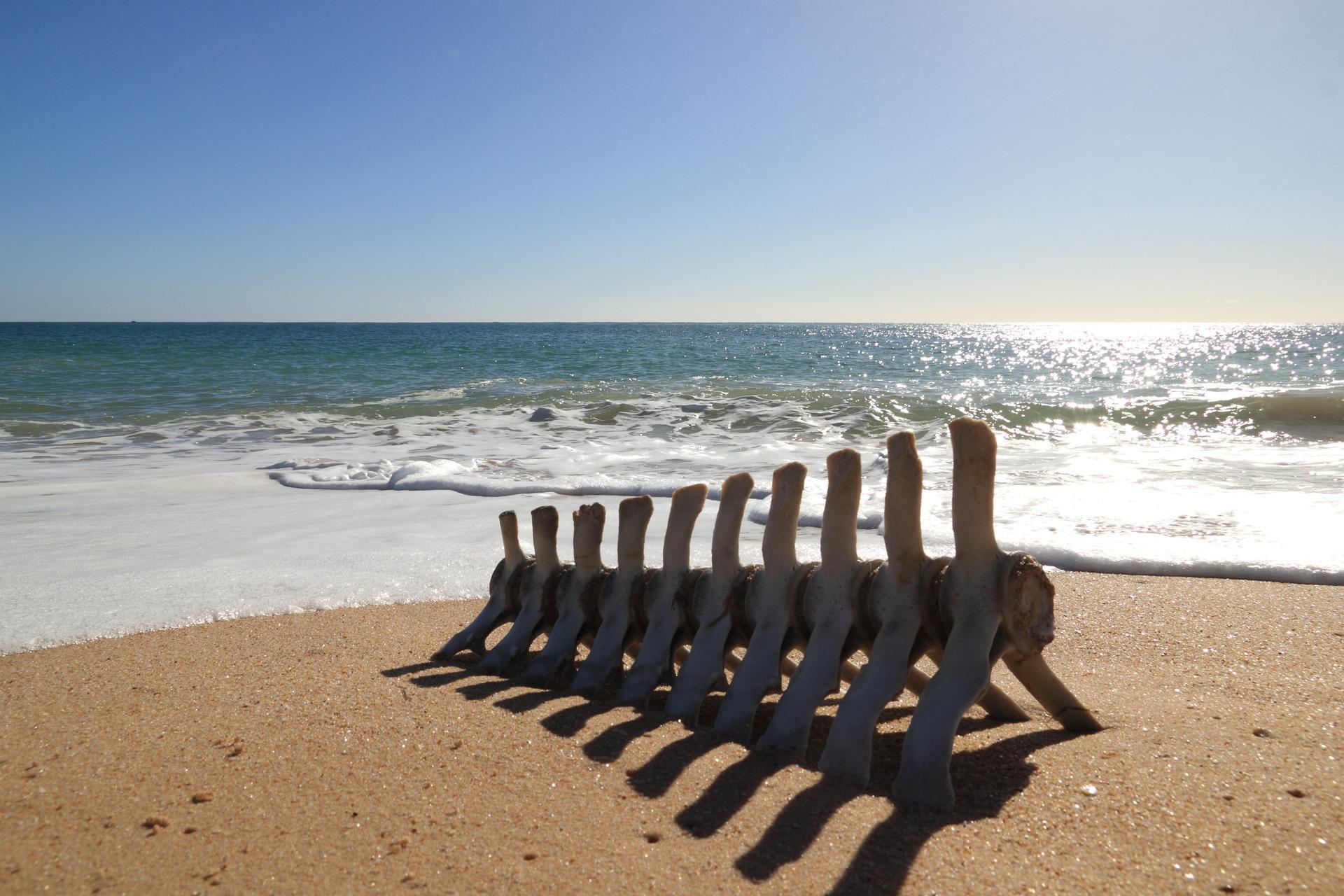 Uma fotografia da praia, da areia, do mar e de uma espinha, em Faro