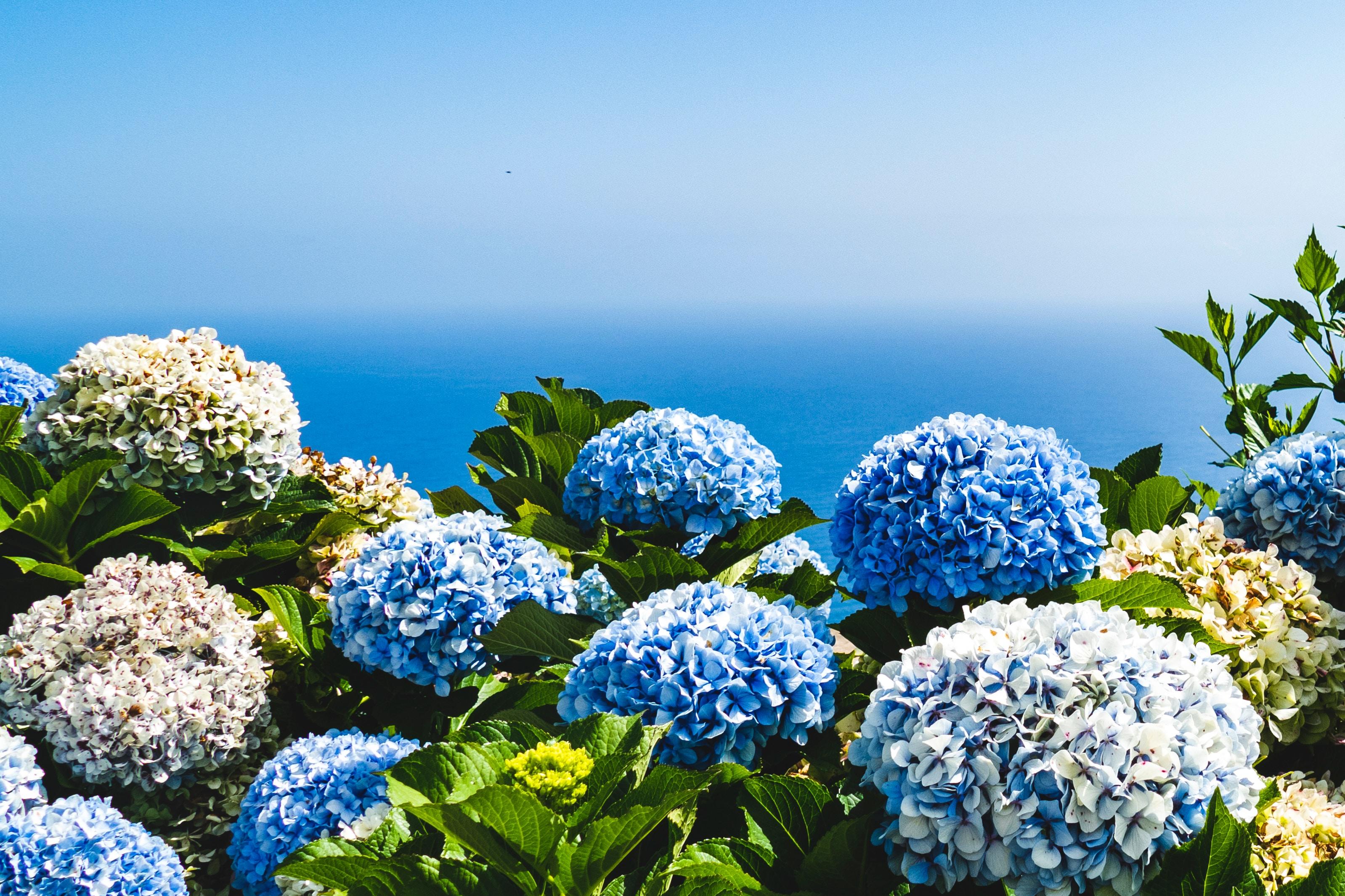Gerberas e mar, na Madeira