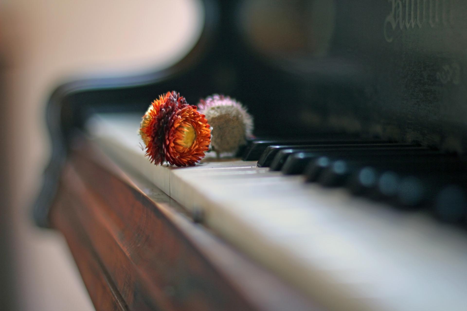 Fotografia do teclado de um piano acústico com umas flores secas em cima.