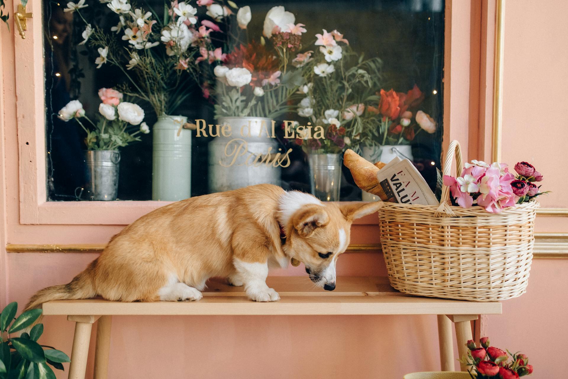 cão em cima de uma mesa pequna com flores