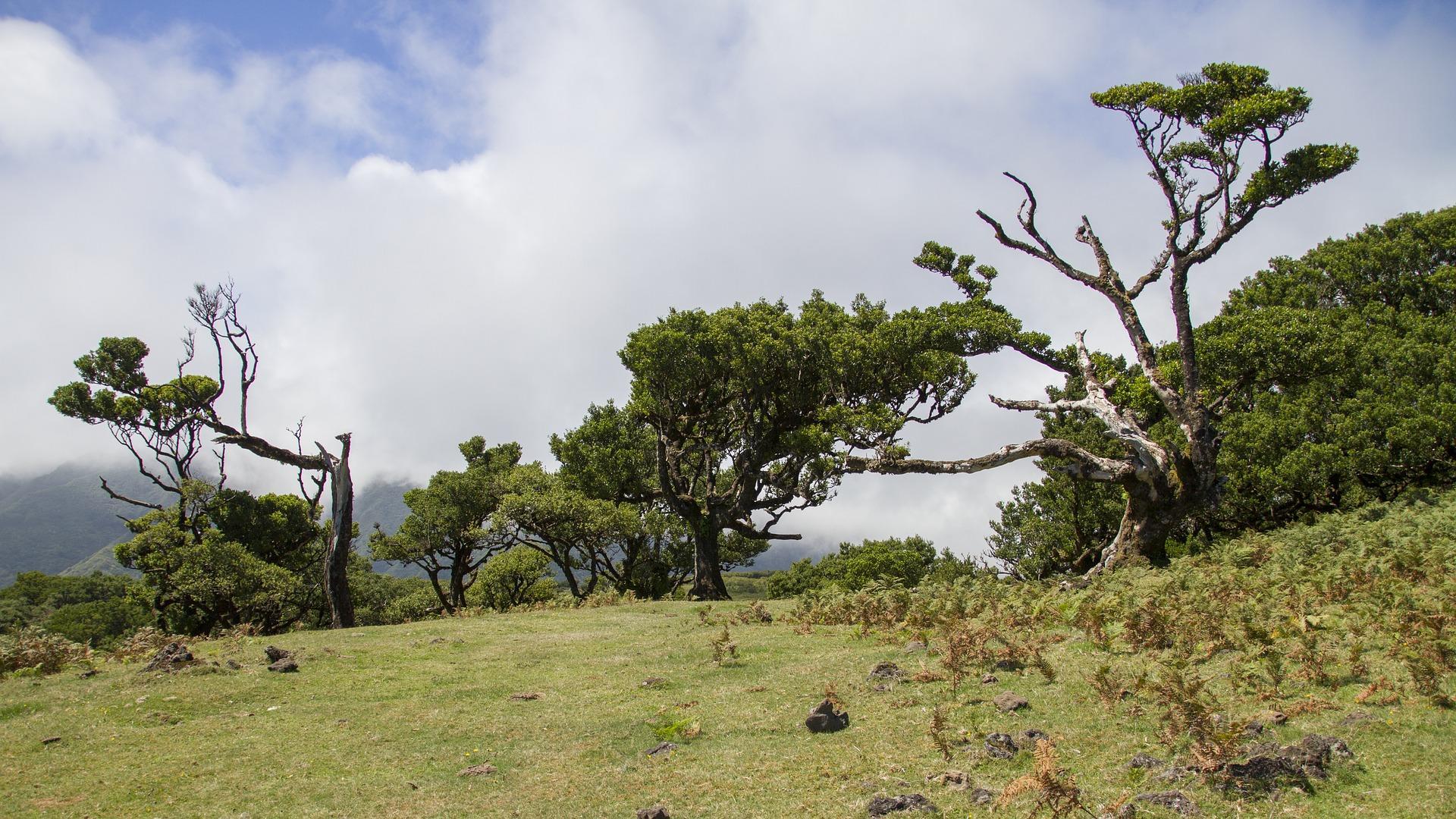 Uma fotografia da floresta Laurissilva, na Madeira.