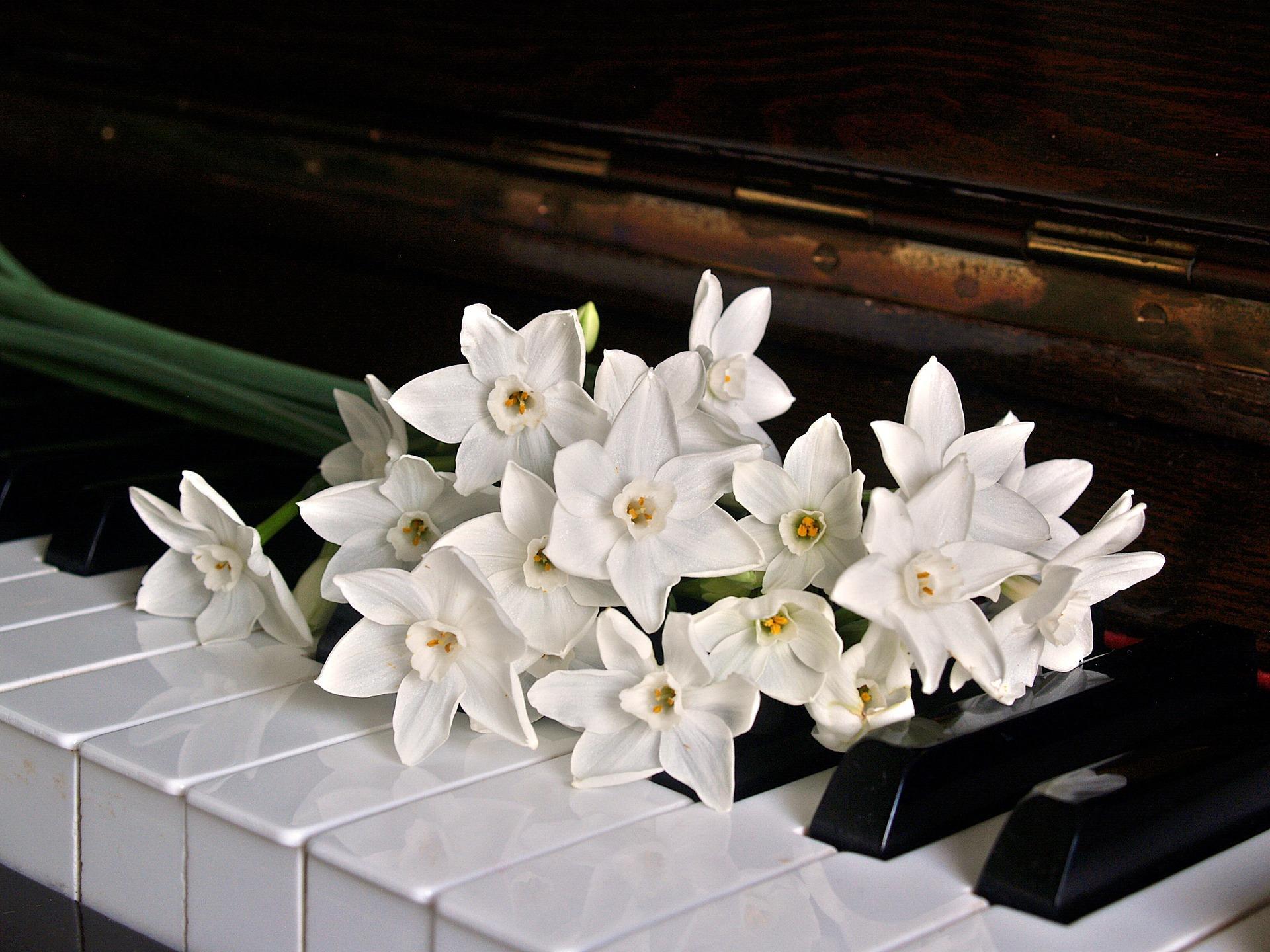 Teclado de piano com flores pousadas