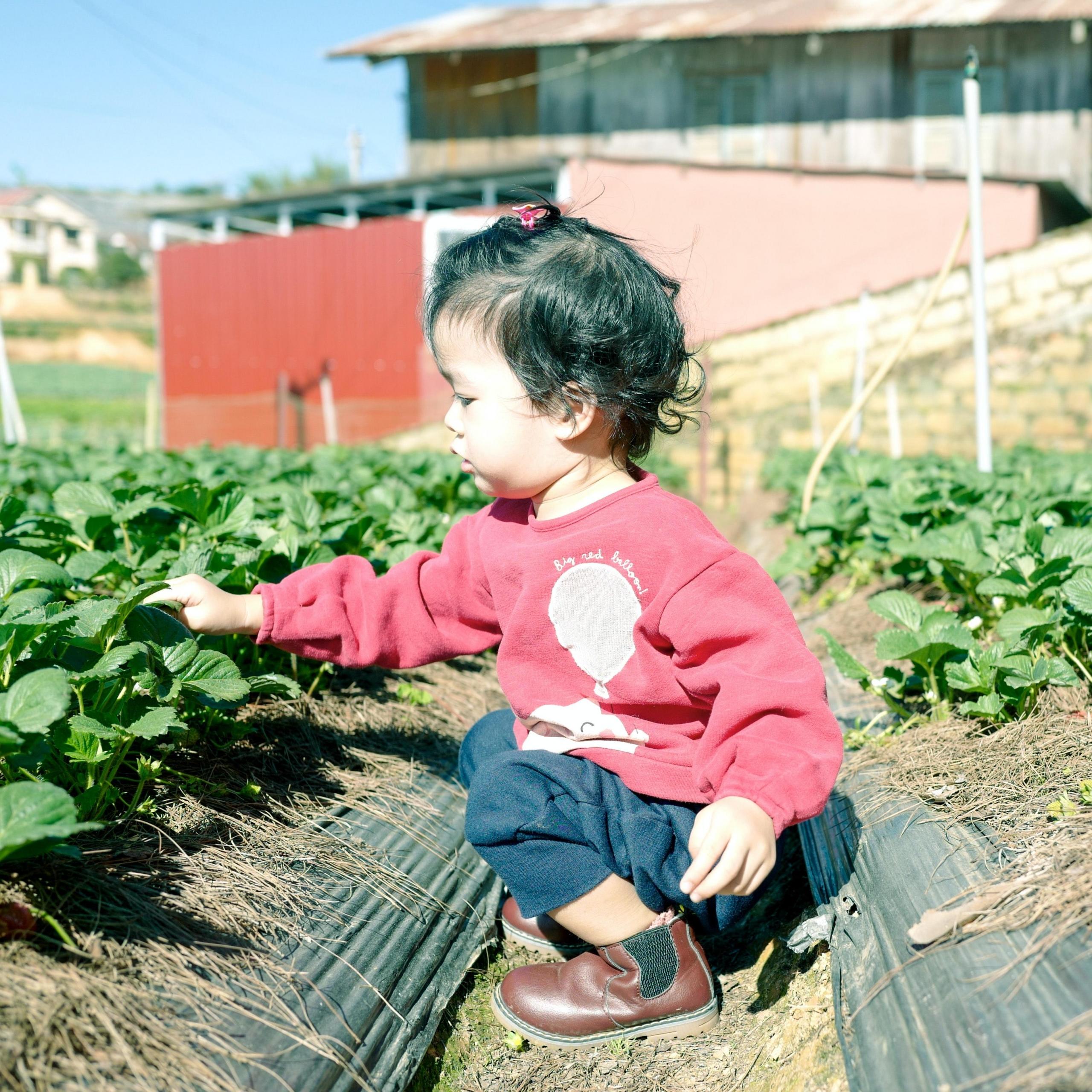 Vegetais, ervas aromáticas entre outros