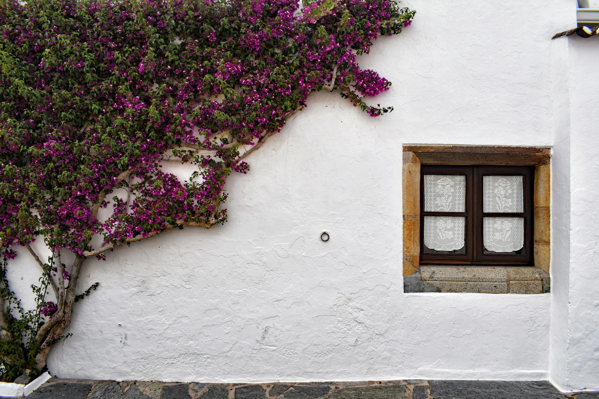 fotografia arvore alentejo