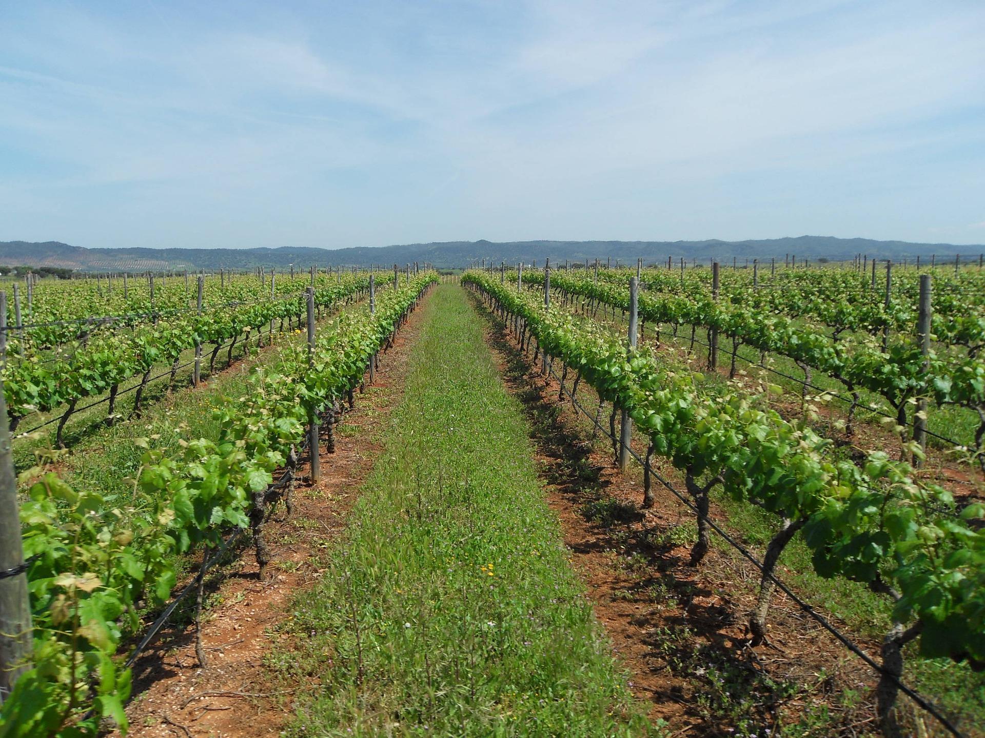 Vinhas no Alentejo