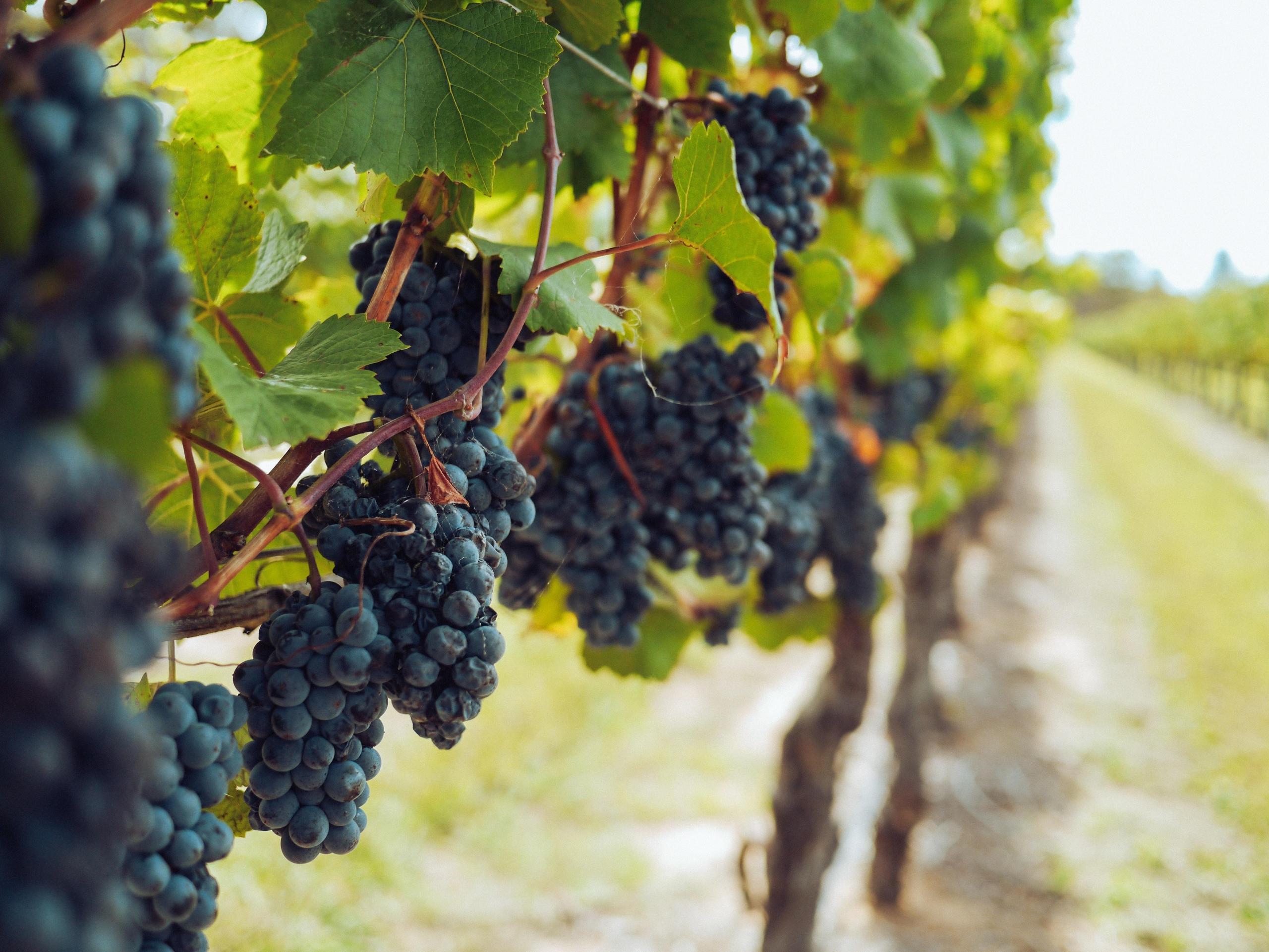 O vinho italiano é muito conhecido