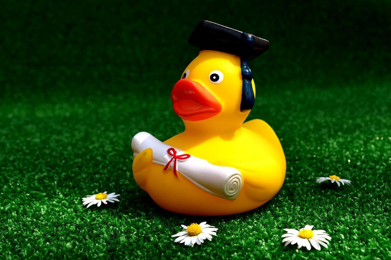 pato com diploma