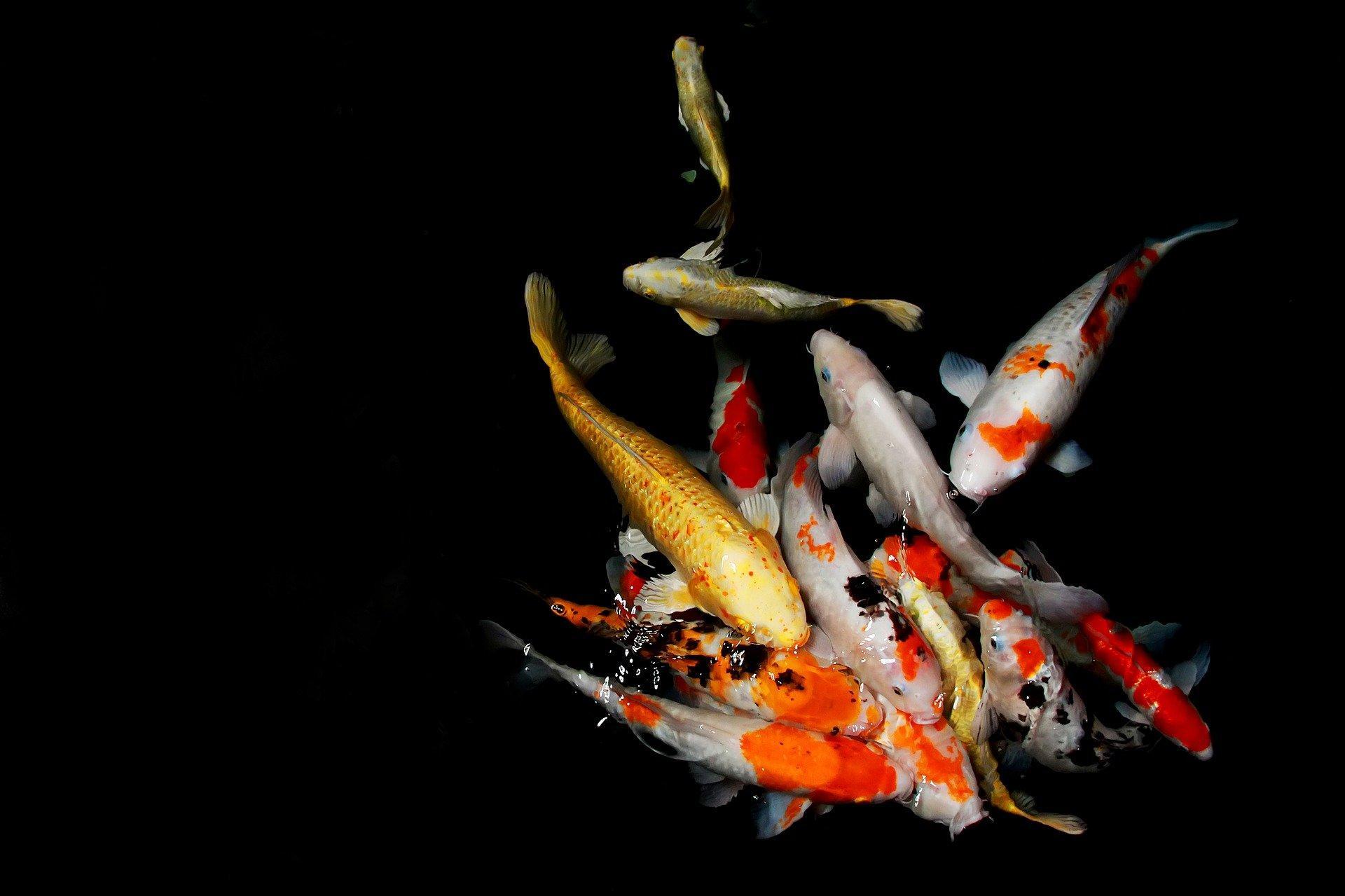 Peixes Koi pertencem à cultura japonesa