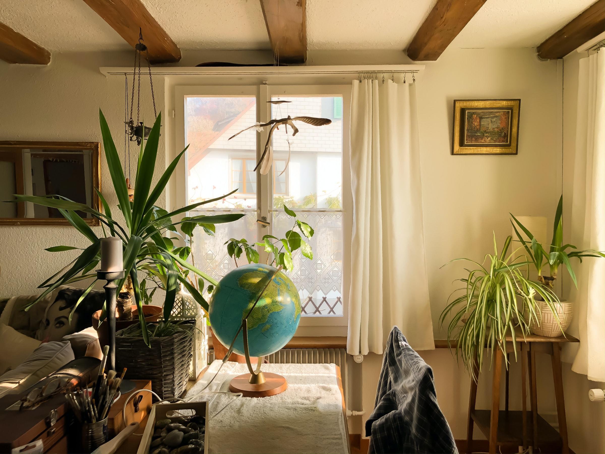 plantas junto a um globo