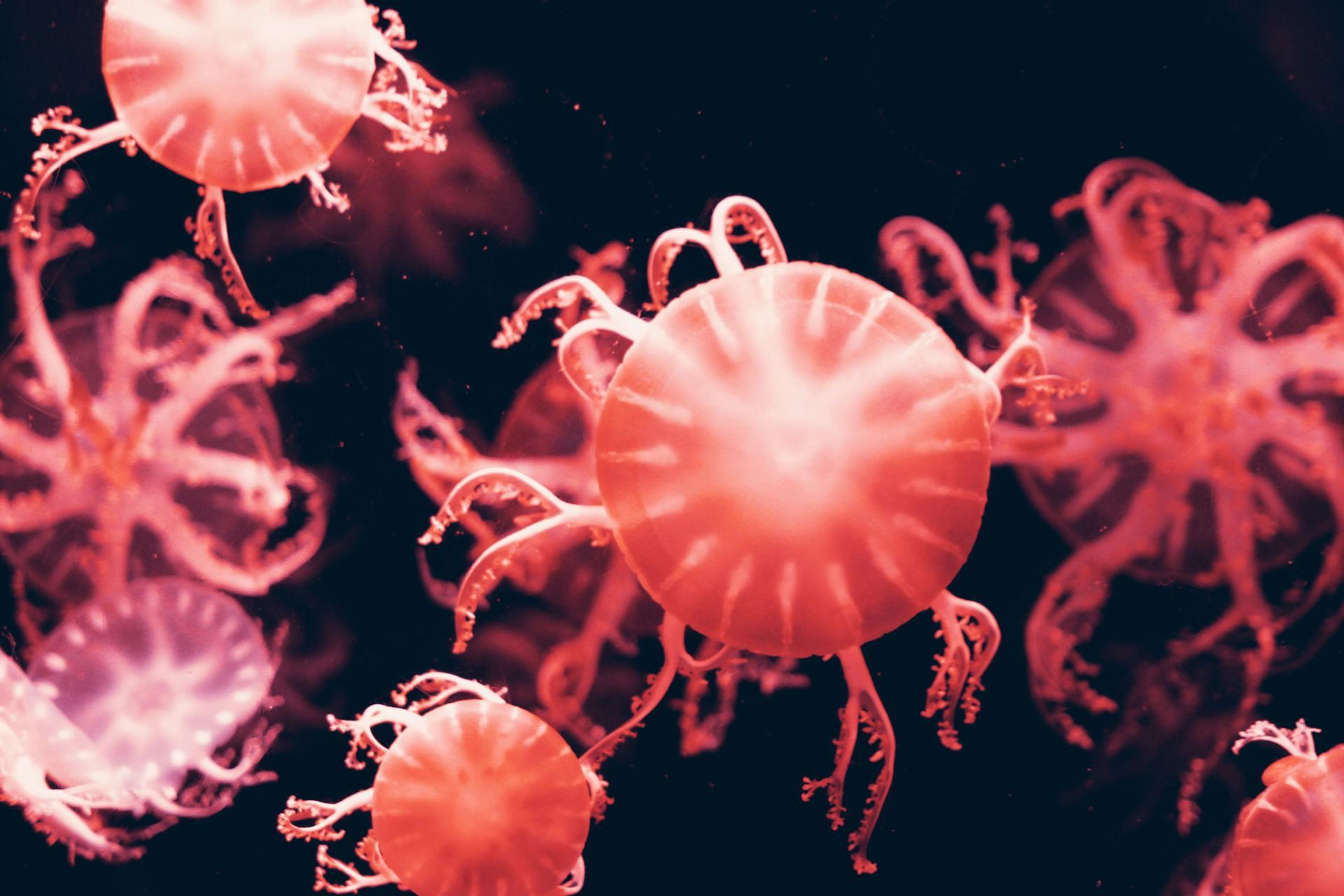 biologia do fundo do mar