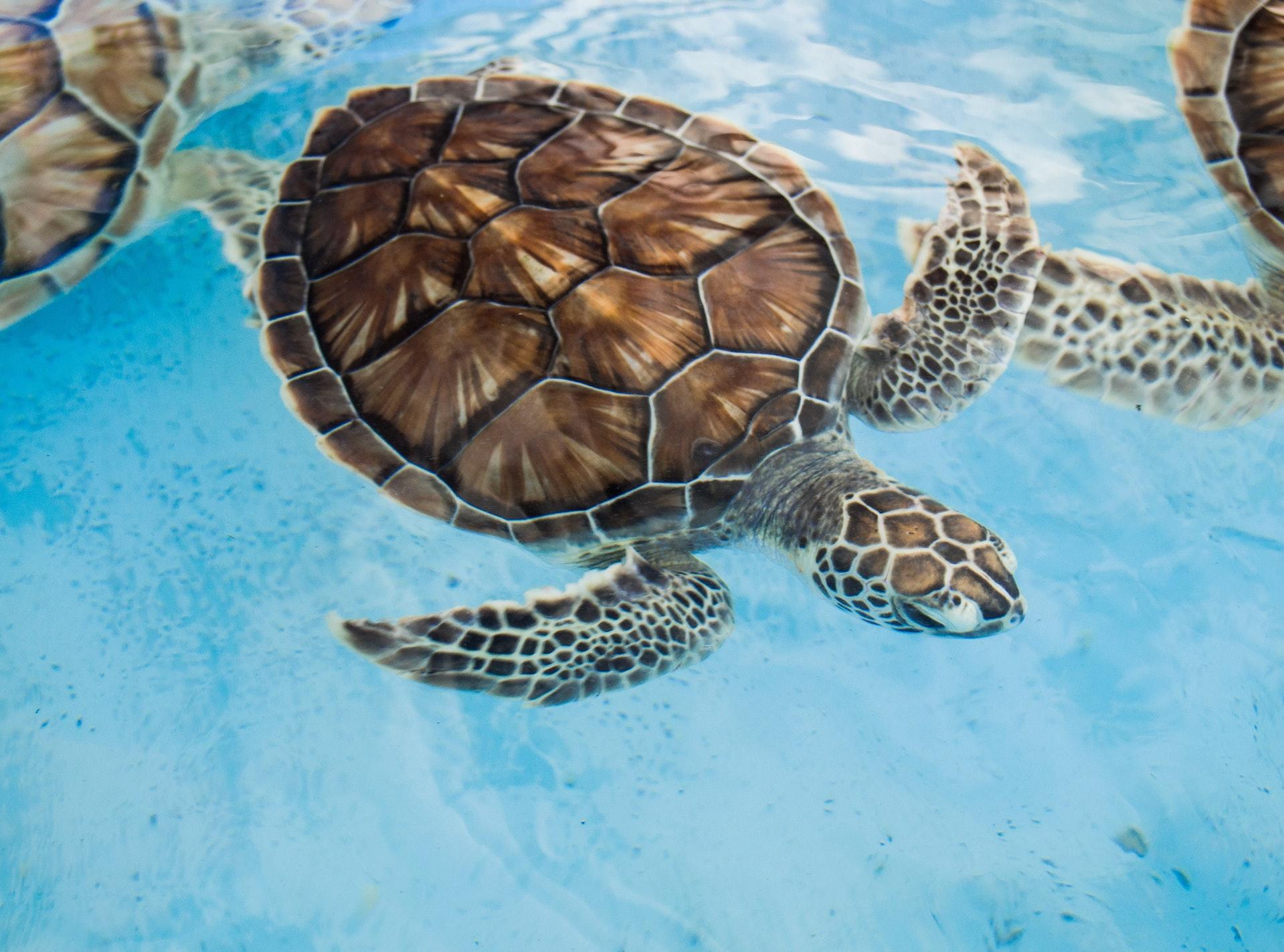 tartarugas dentro de agua