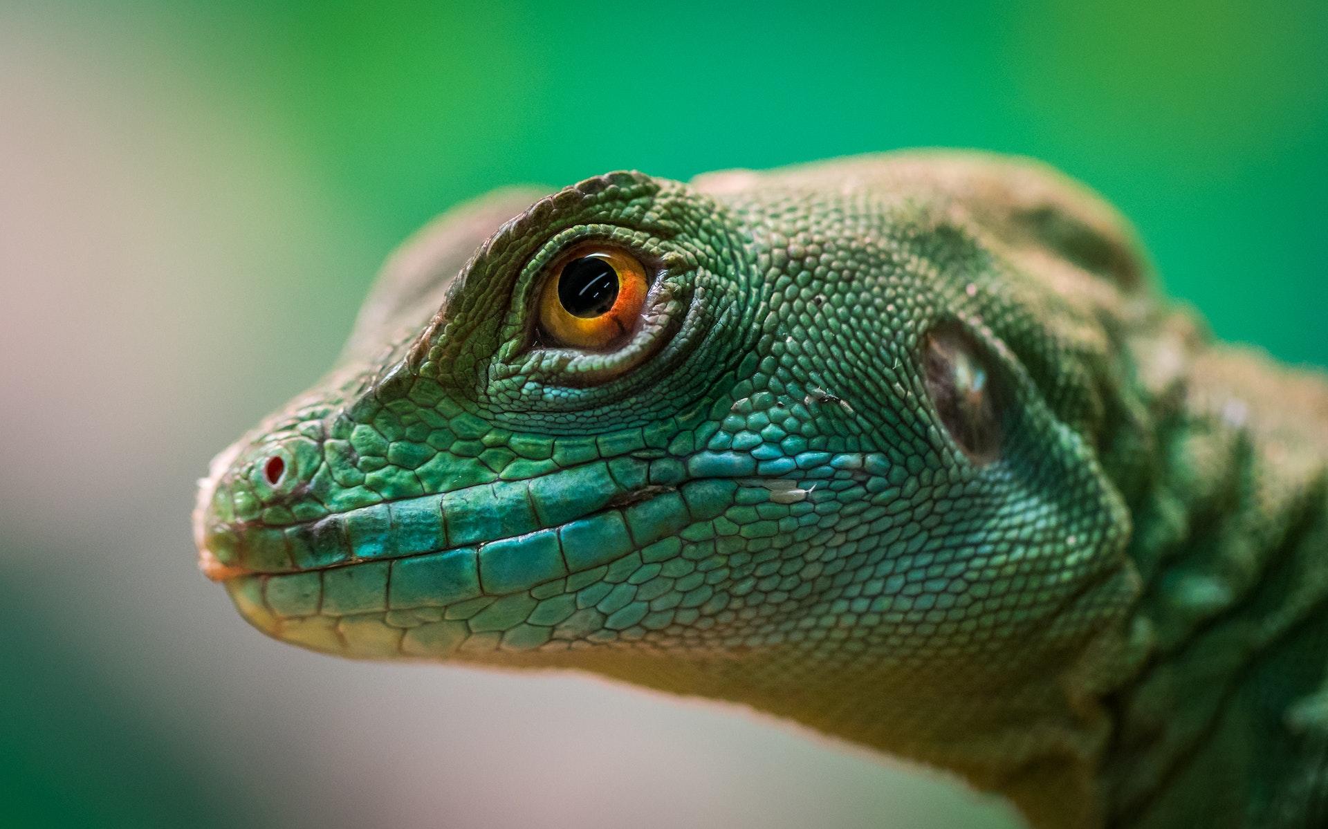 cabeca de largarto