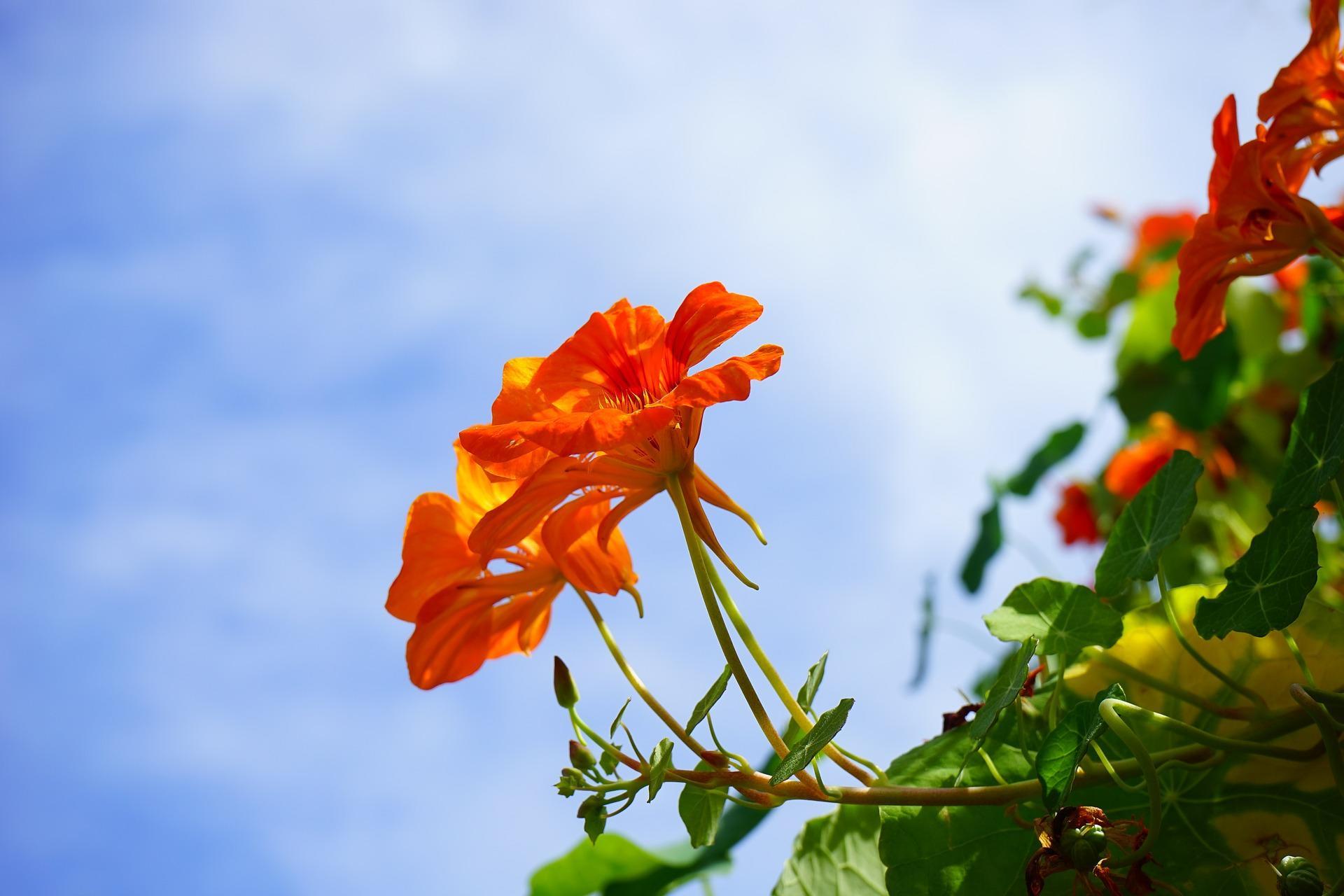 Cursos de cozinha com flores comestíveis