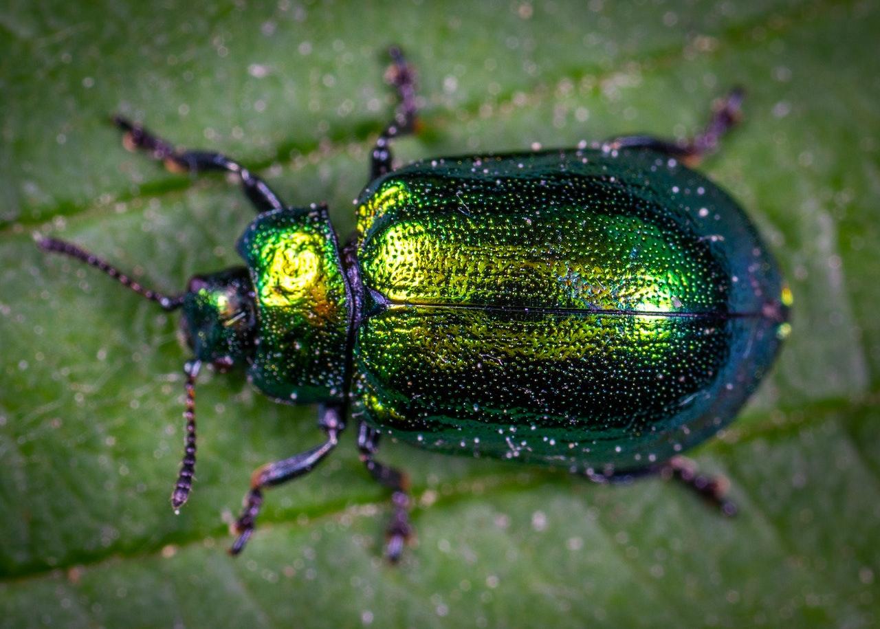 escaravelho verde