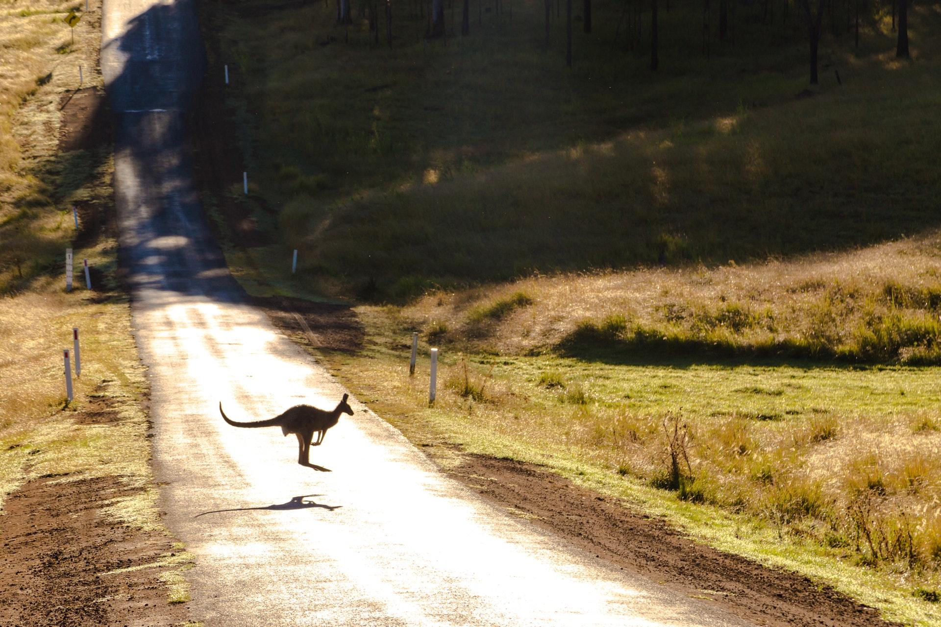 canguru na estrada
