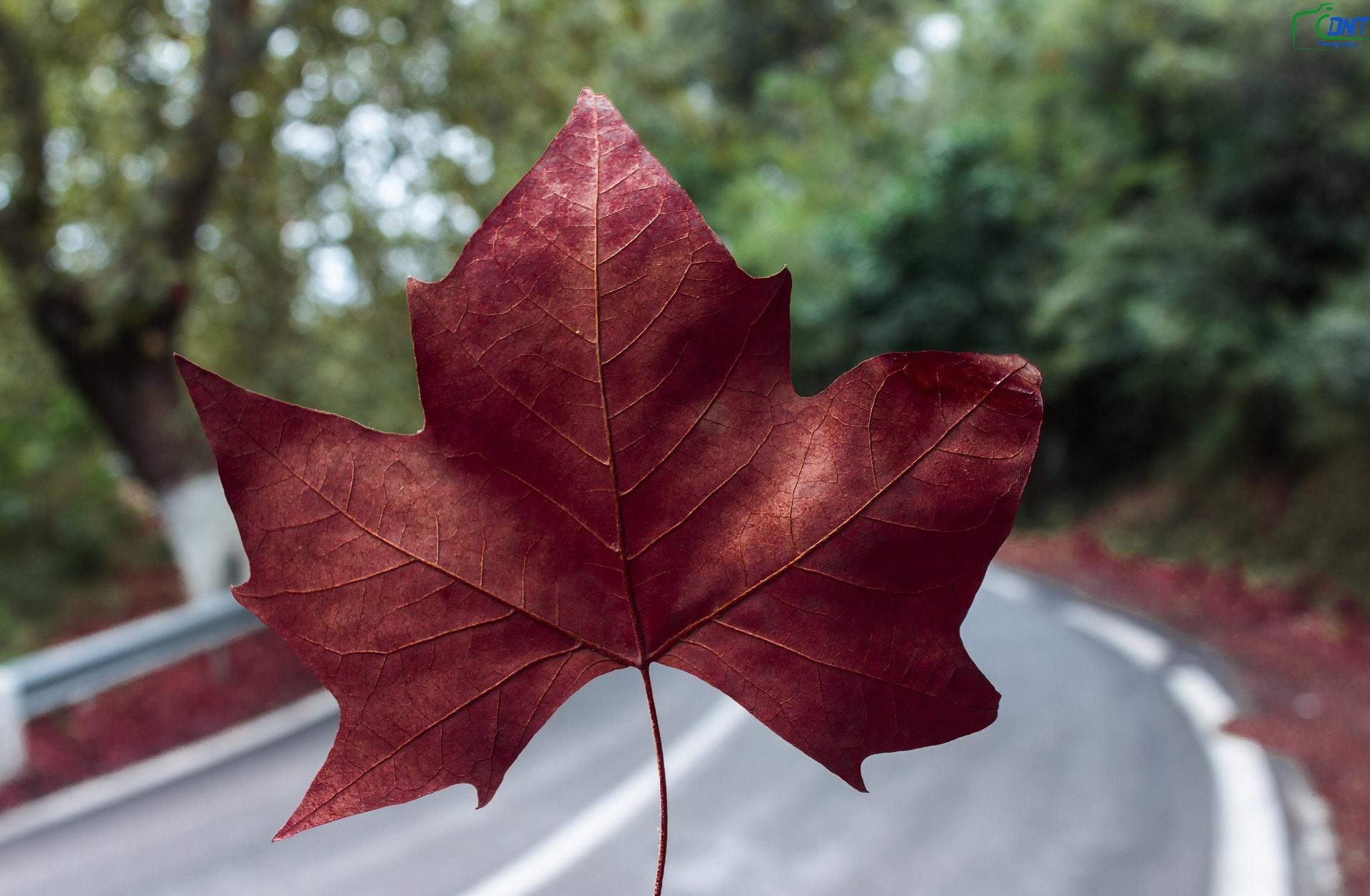 folha maple
